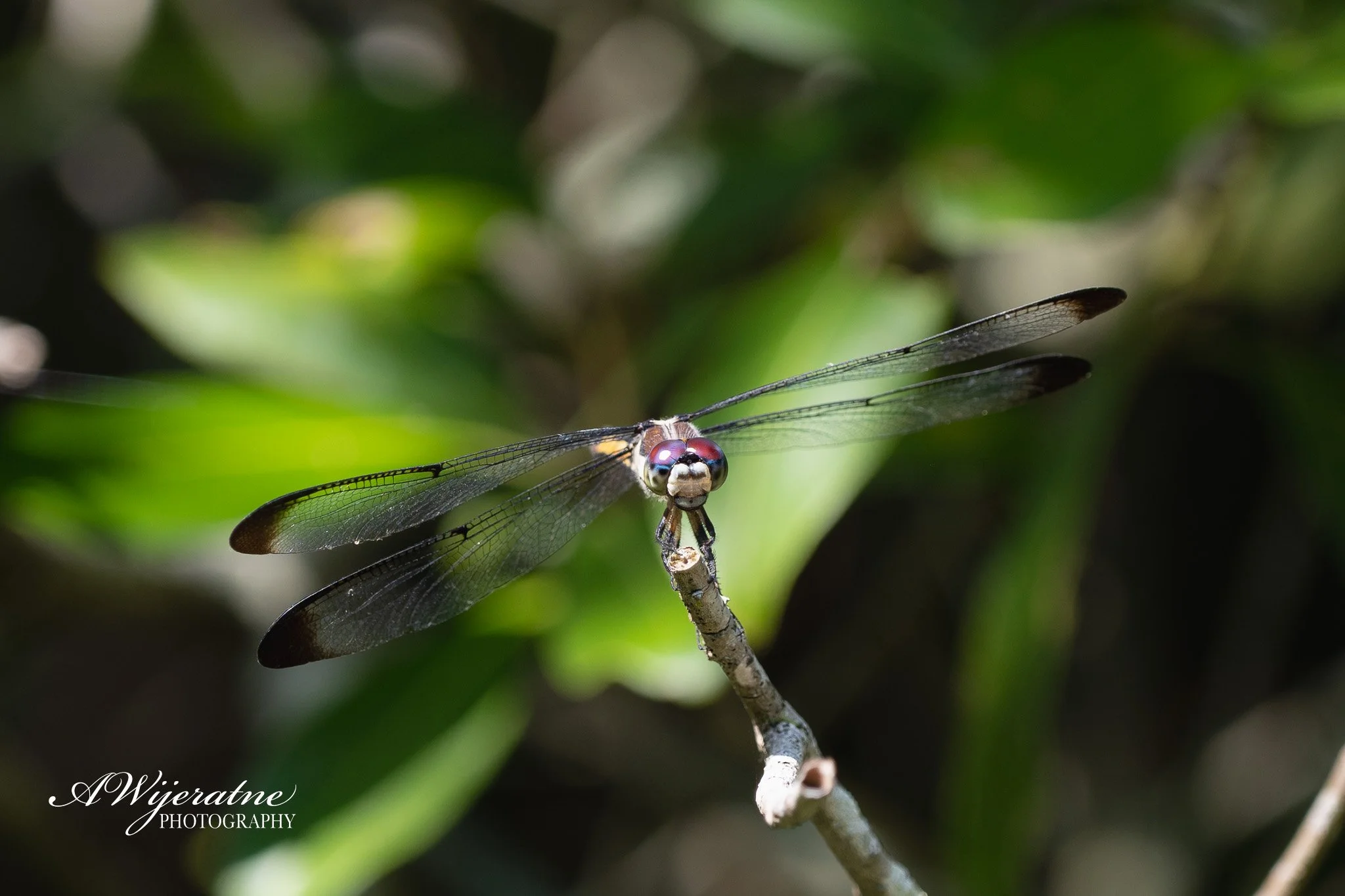 Close-up of a dragonfly with transparent wings and large eyes perched on a small branch surrounded by blurred green foliage.