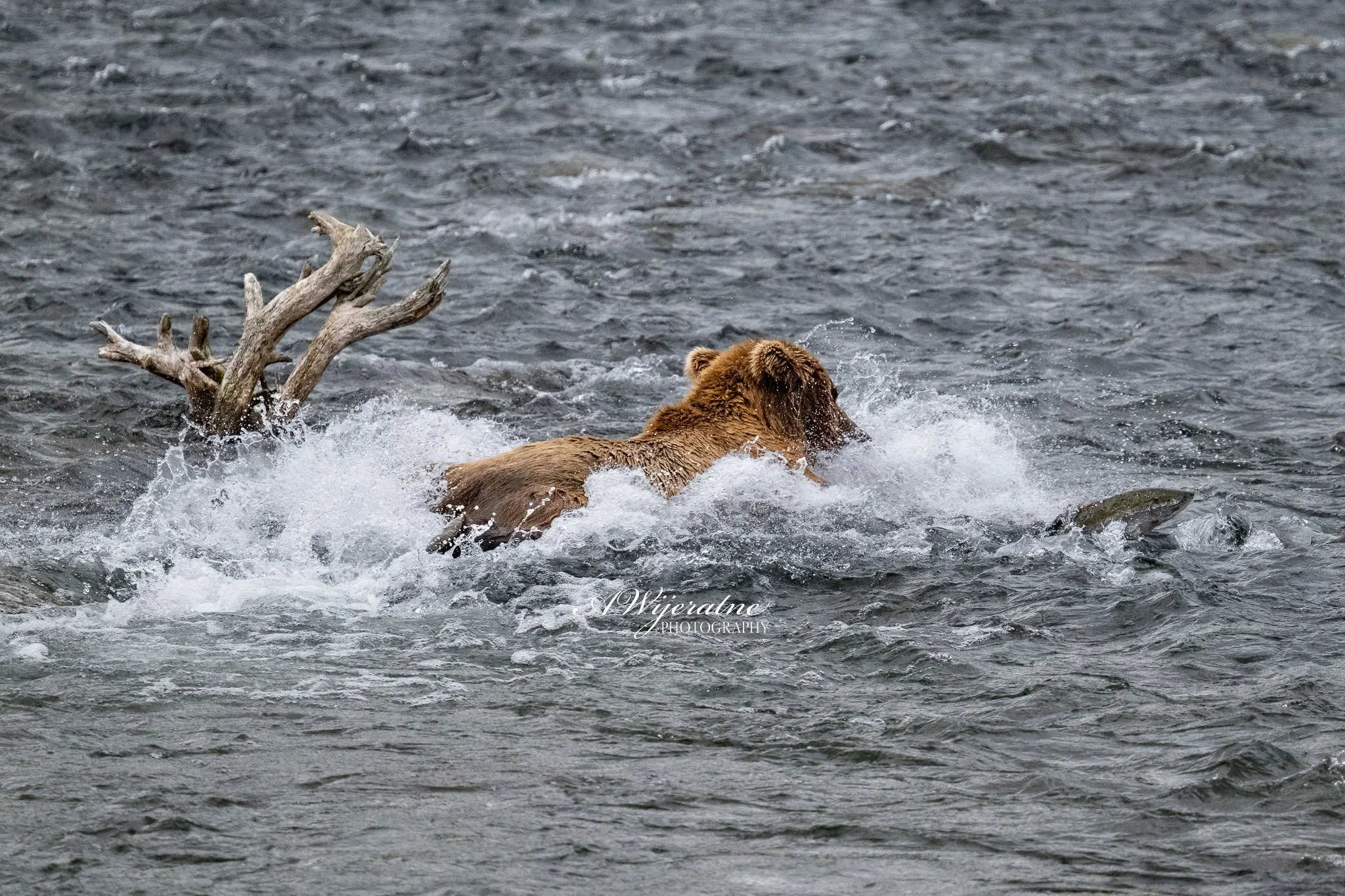 A bear swimming in a body of water with a large piece of driftwood nearby.