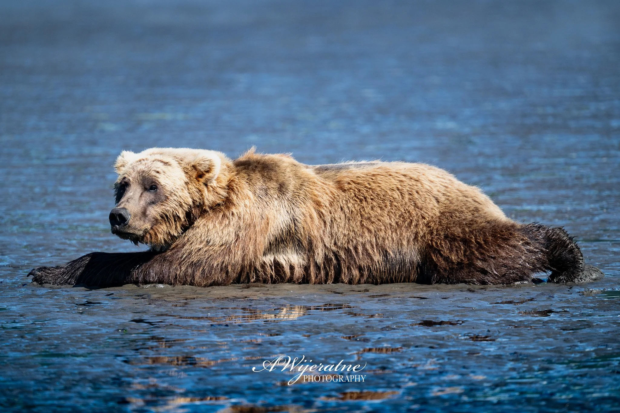 A bear floating on water, resting its head and front paws on its back, with a calm water background.