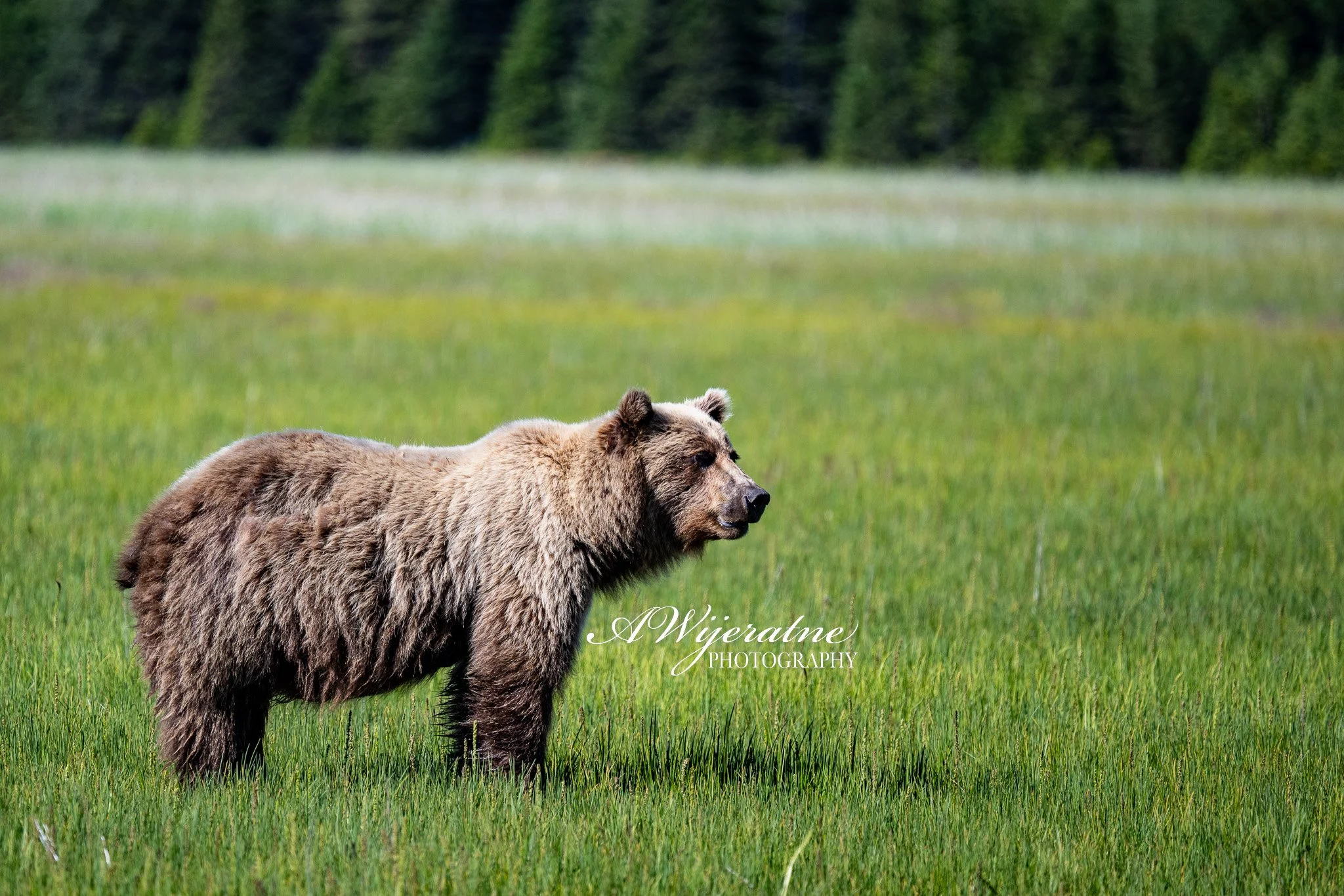 A brown bear standing in a grassy field with a forest in the background.
