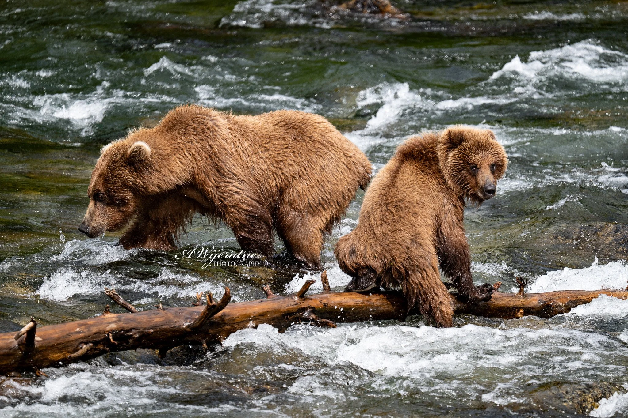 Two brown bears standing in a river with water flowing around them, one bear looking toward the camera and the other looking away.