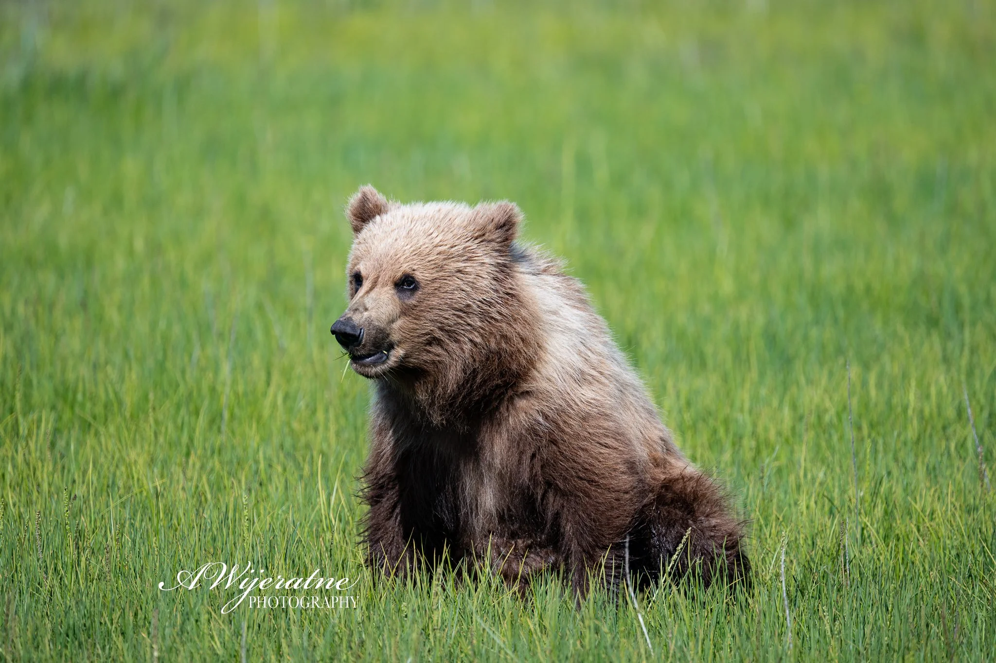 Young brown bear sitting in green grass with blurred green background.
