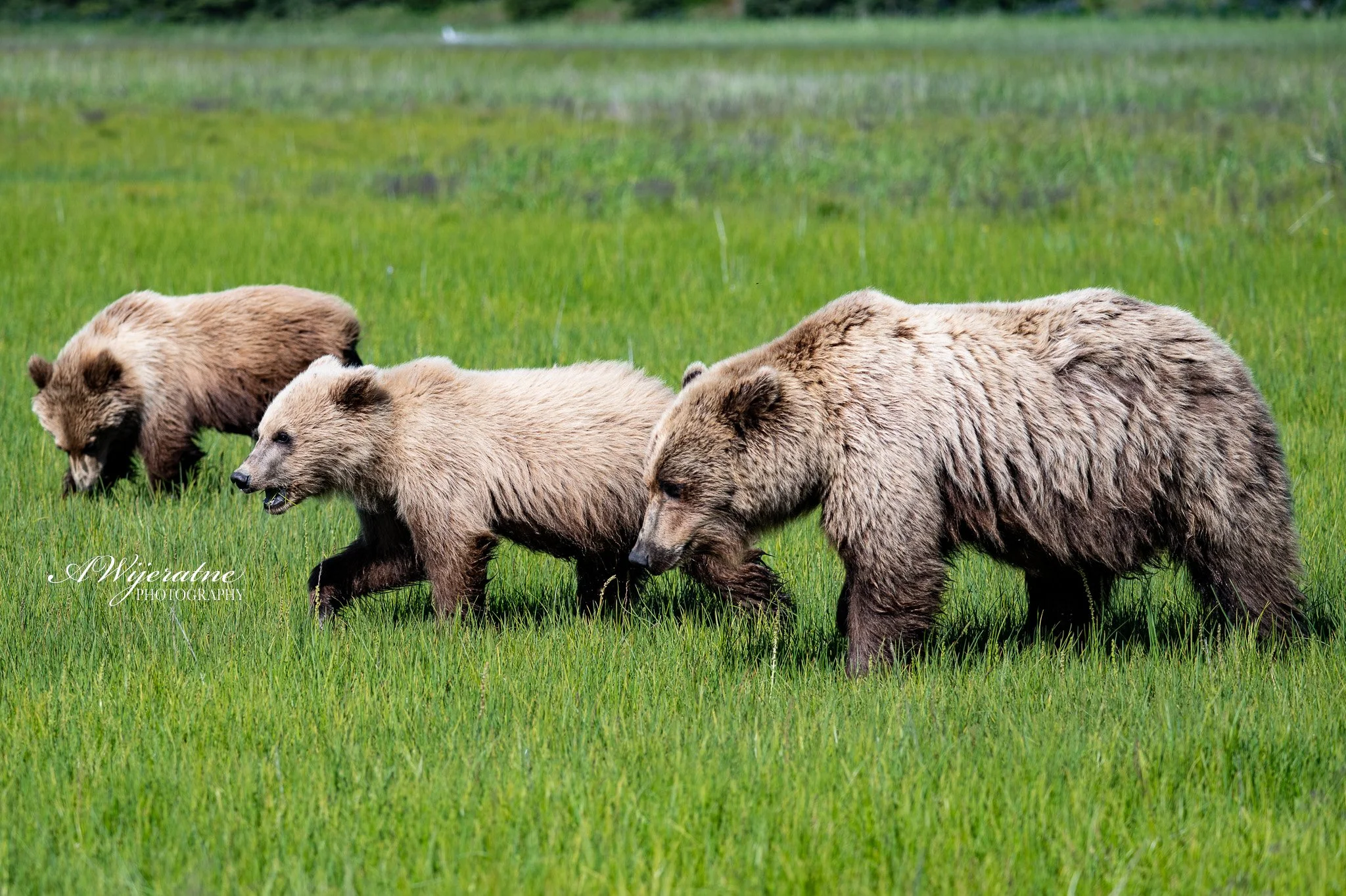 Four brown bears walking in a line across a grassy field with a blurred green background.