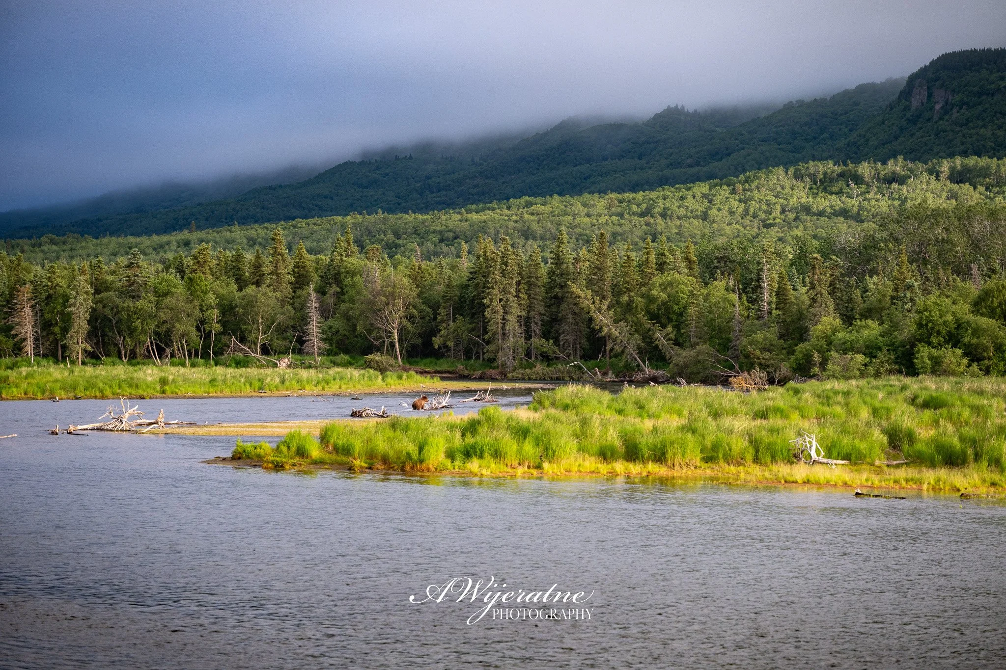 A river flowing through a lush green forest with mountains in the background, partially covered in fog.