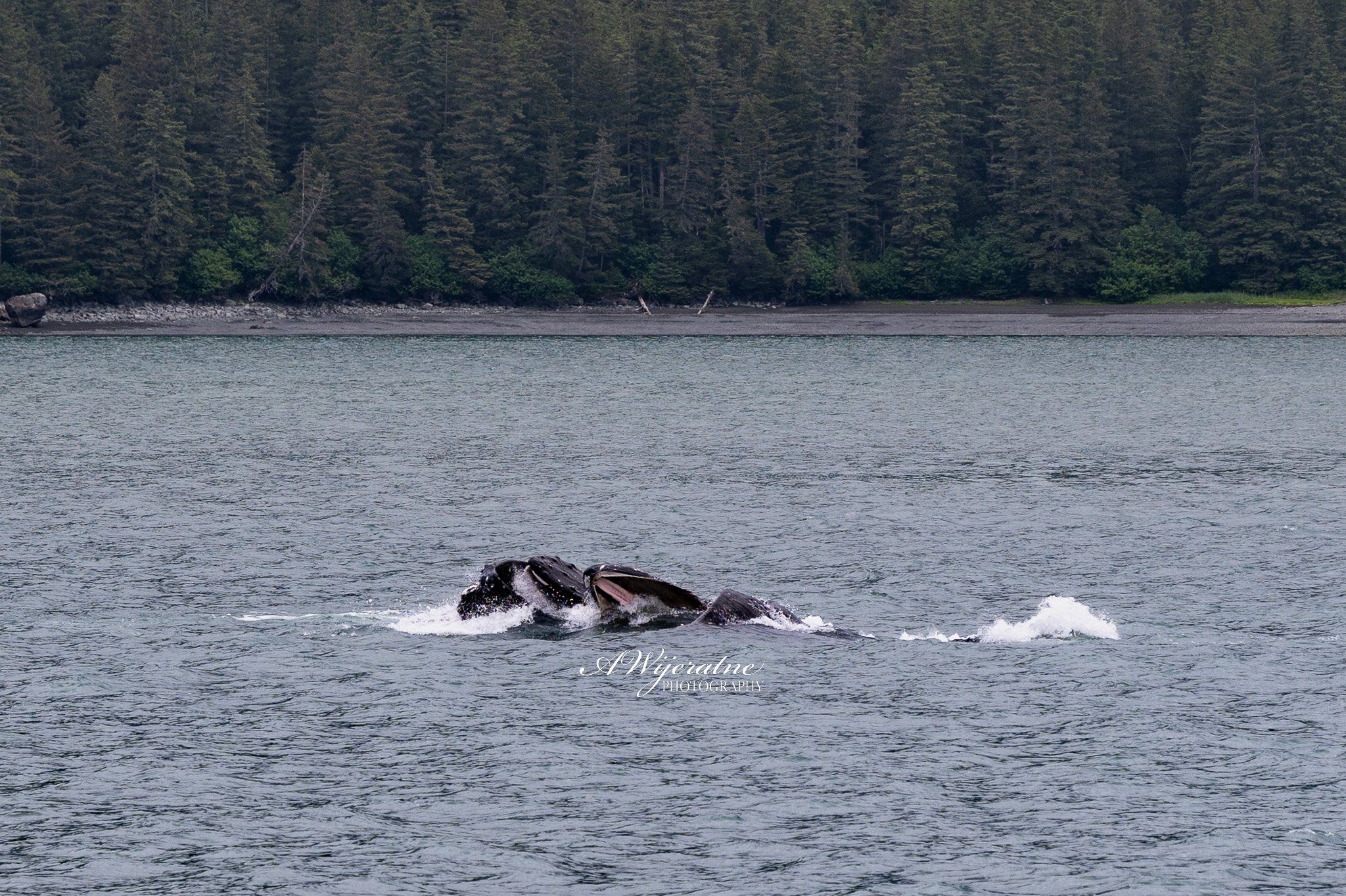 DSC_3006.jpg