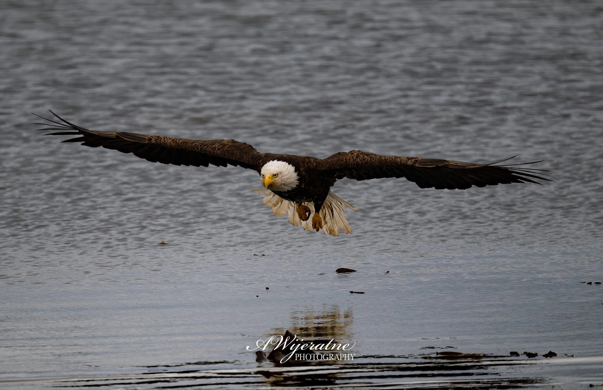 A bald eagle flying low over water with its wings spread wide and claws extended downward.