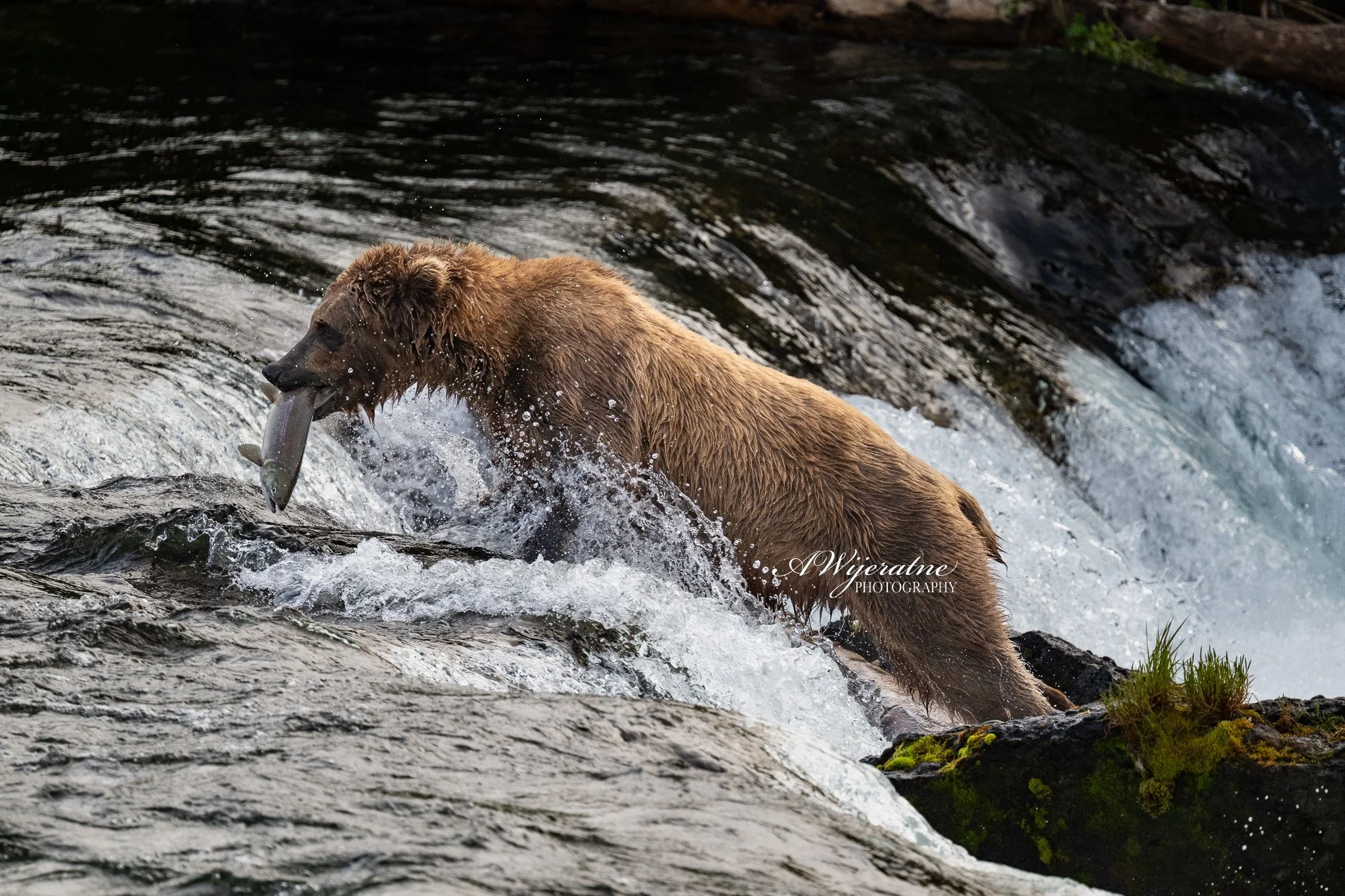 A brown bear in a river holding a fish in its mouth, with dark water and rocks in the background.