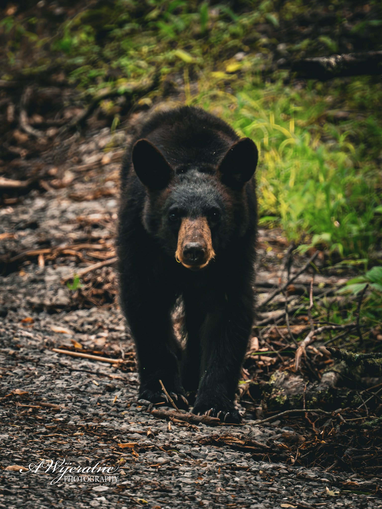 A black bear walking on a dirt path in a forested area with green foliage on the sides.
