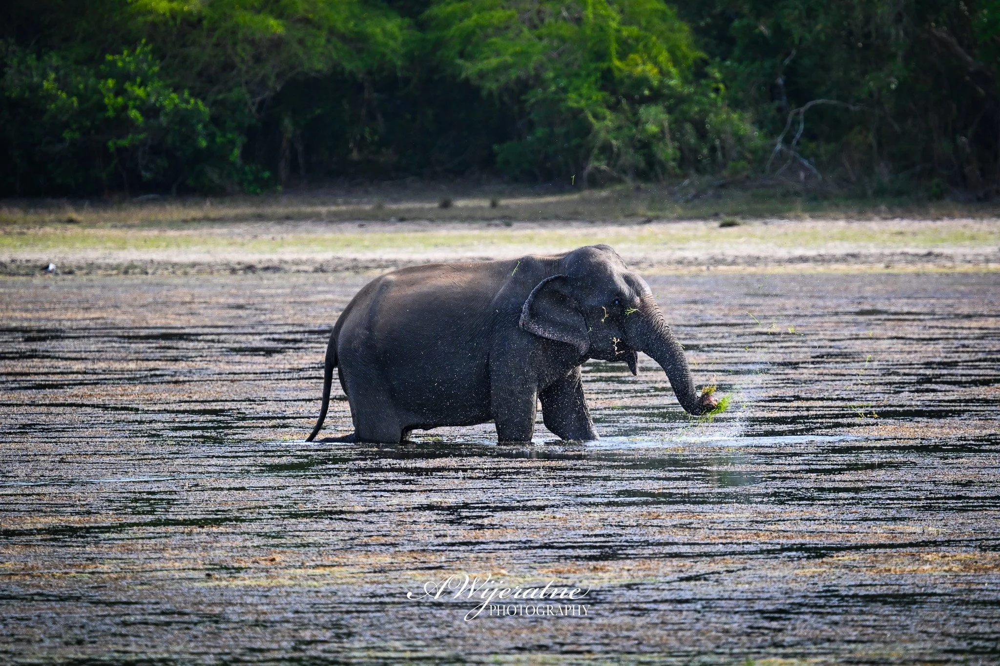 Young elephant walking through a shallow body of water with green trees in the background.