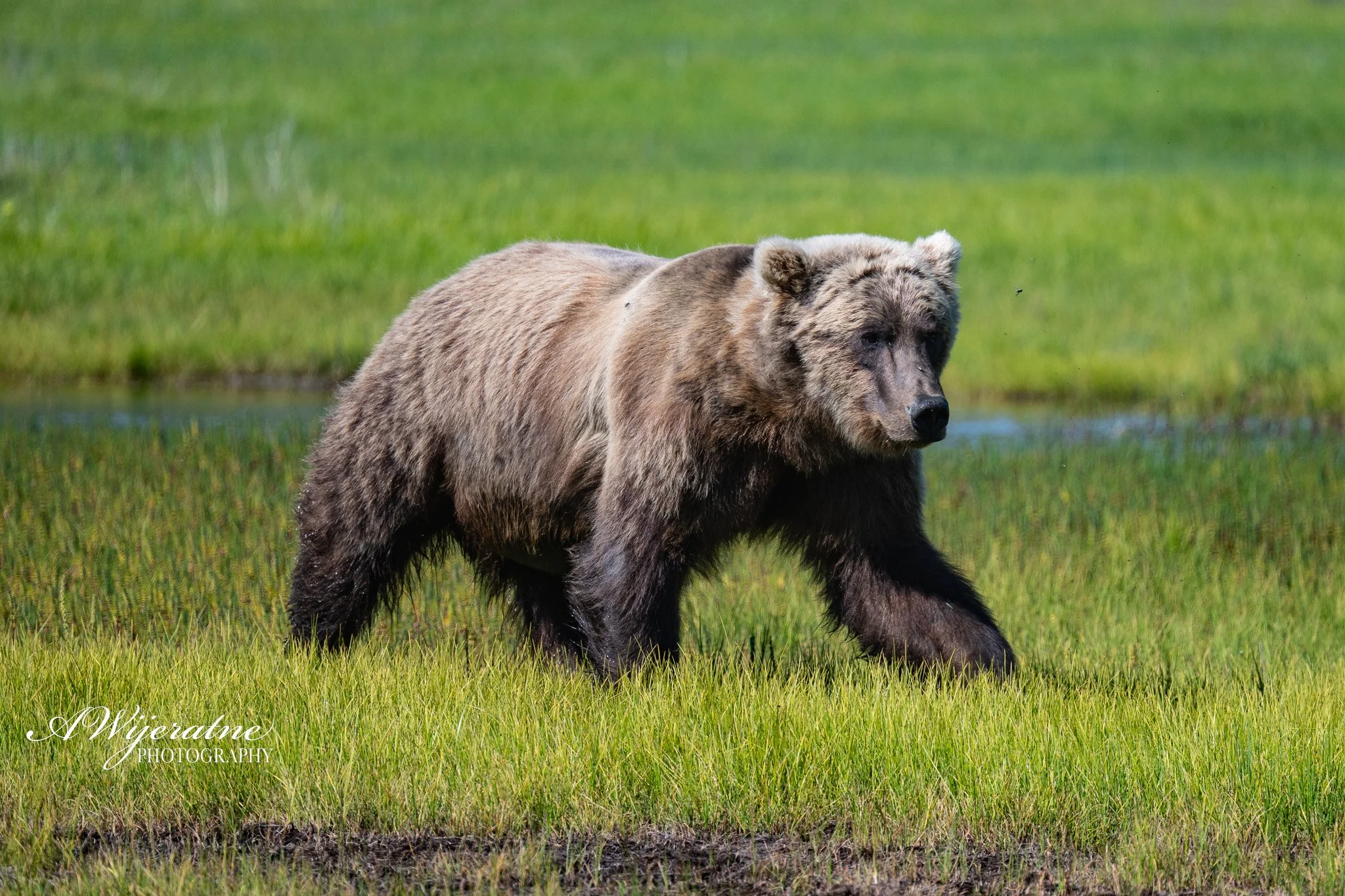 A grizzly bear walking through a grassy field with a small creek in the background.