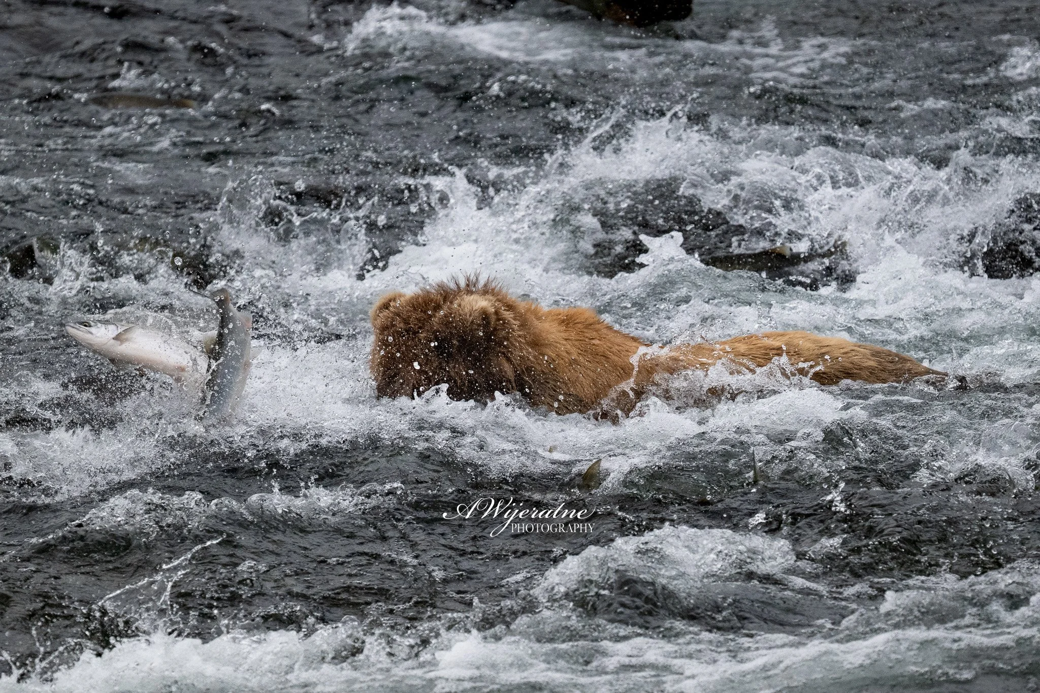 A bear swimming in a river catching a fish with water splashing around.