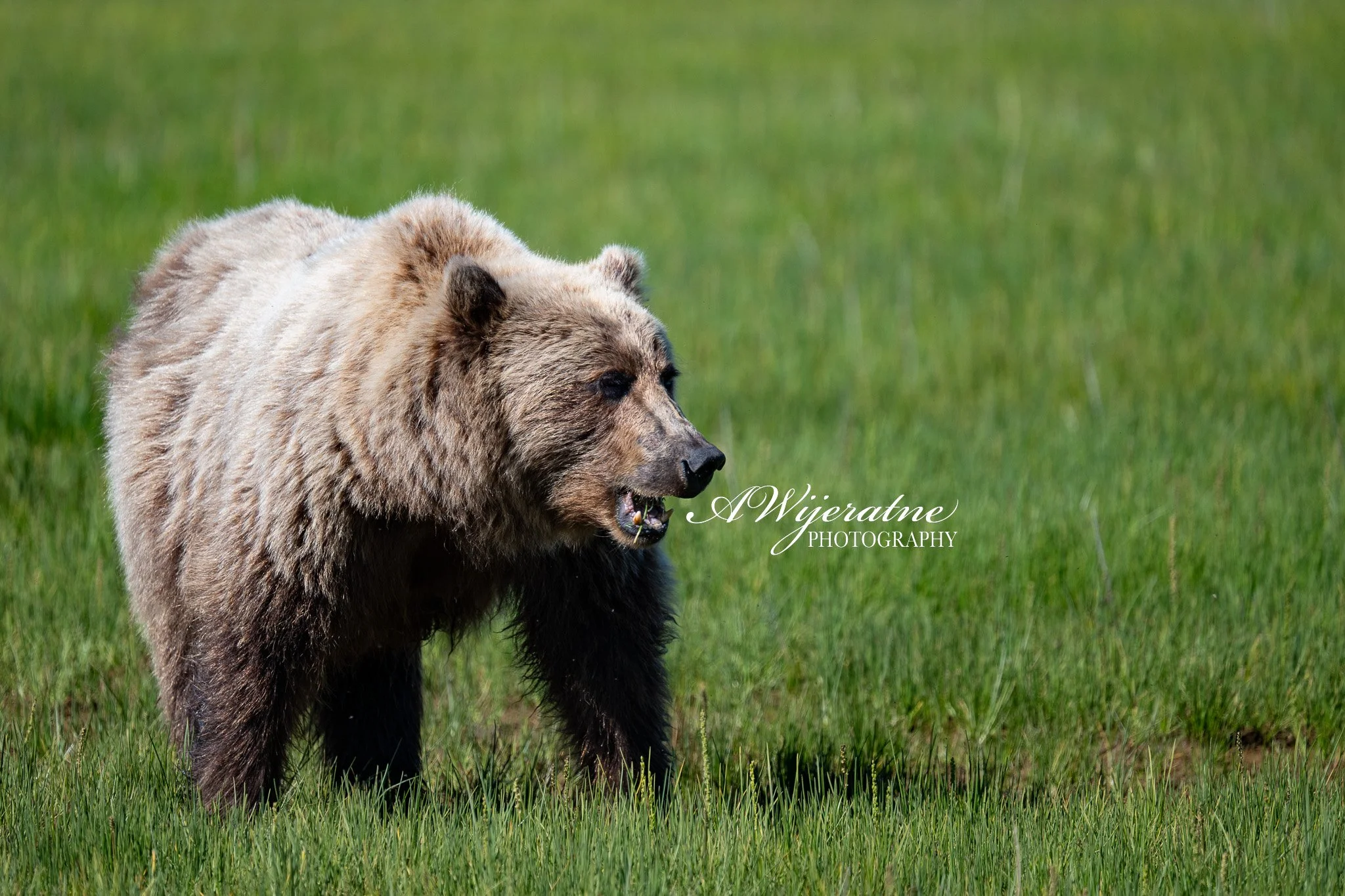 A brown bear standing in a grassy field, facing to the right.