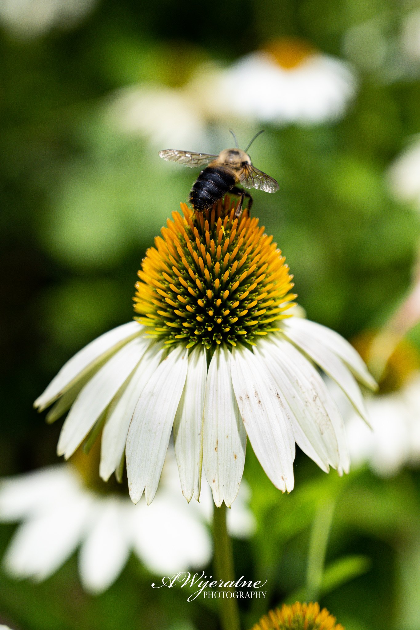 A honey bee collects nectar from a white coneflower with a yellow-orange center, surrounded by blurred green background.