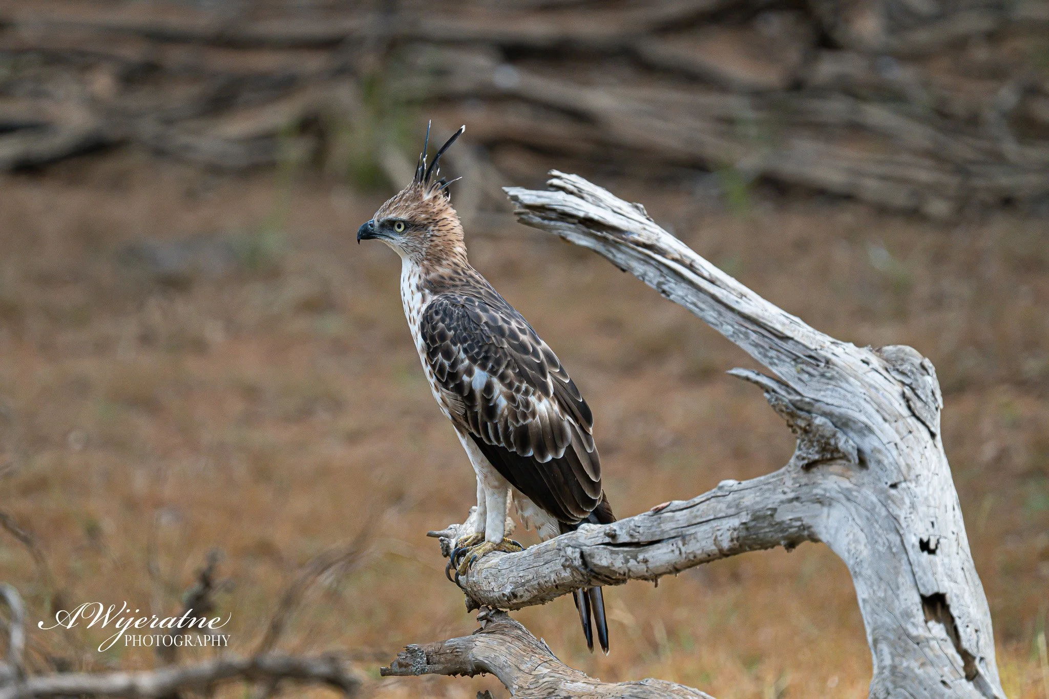 A bird of prey perched on a weathered tree branch, with a background of blurred natural ground, displaying detailed brown and white feathers, and sharp, pointed features.