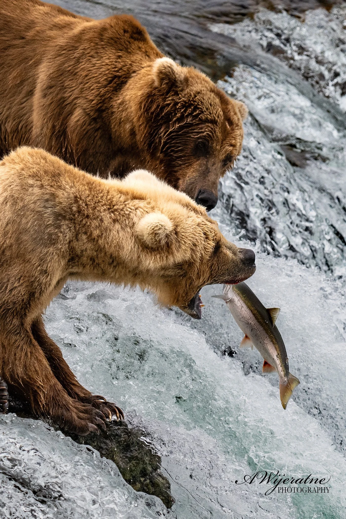 A brown bear catching a fish in a river. The bear is standing in the water with wet fur and holding a fish in its mouth, against a backdrop of flowing water and rocks.