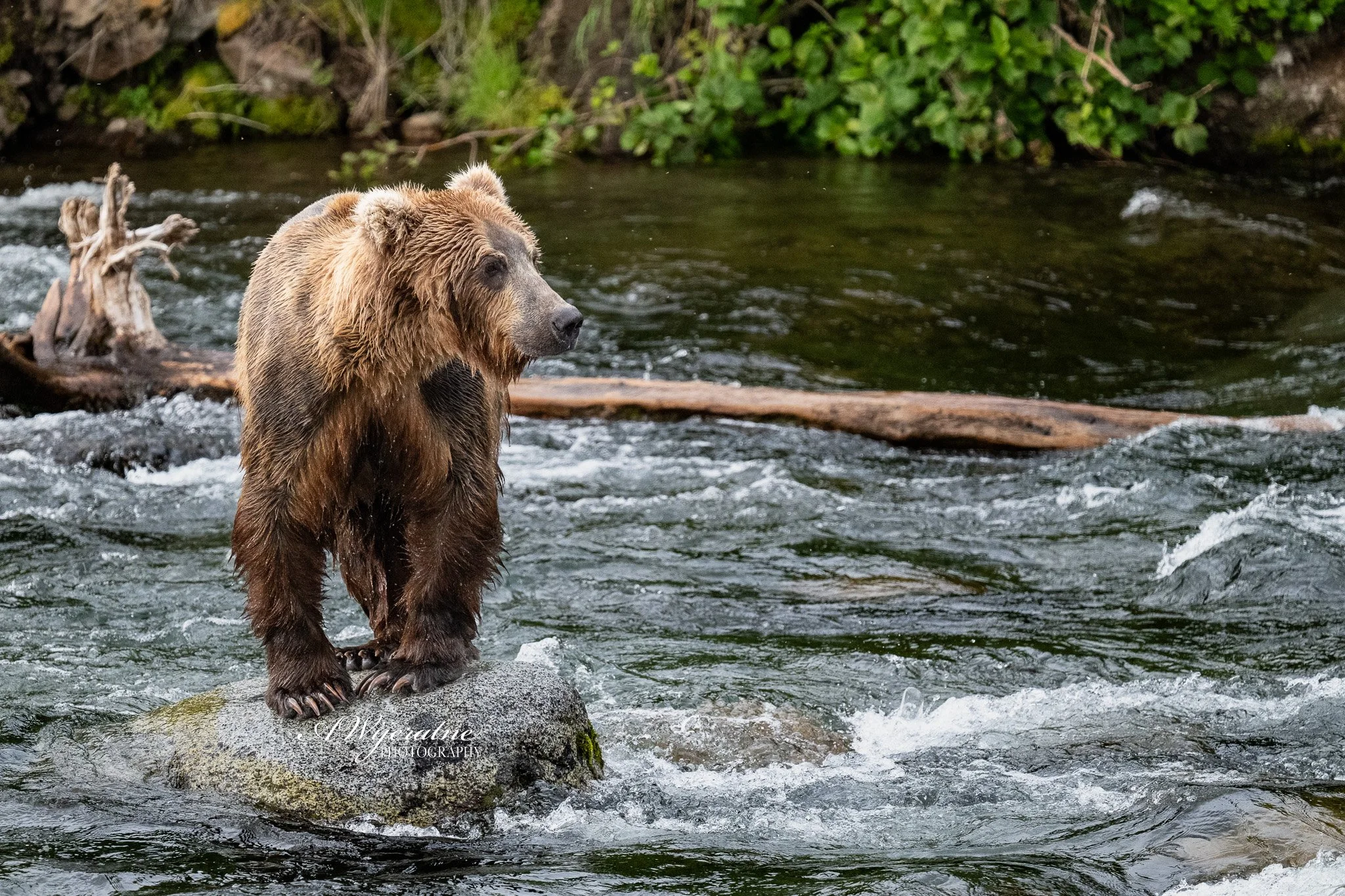 A brown bear standing in a shallow river with a fallen tree branch in the background, surrounded by green foliage.