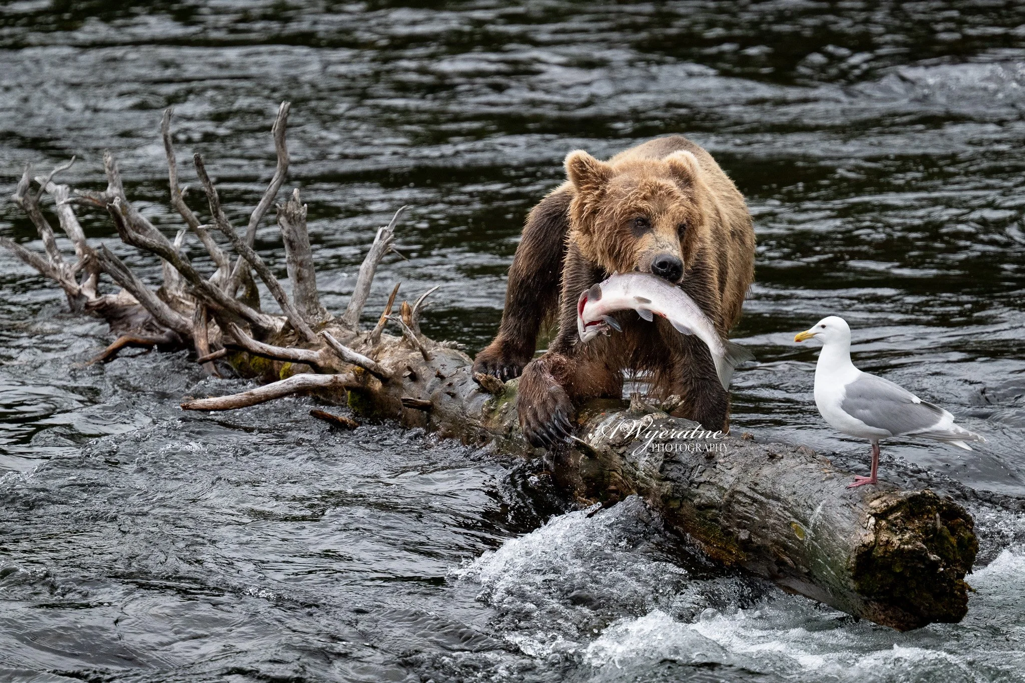 A brown bear standing on a fallen log in a river, holding a large fish in its mouth, with a seagull standing nearby on the log.