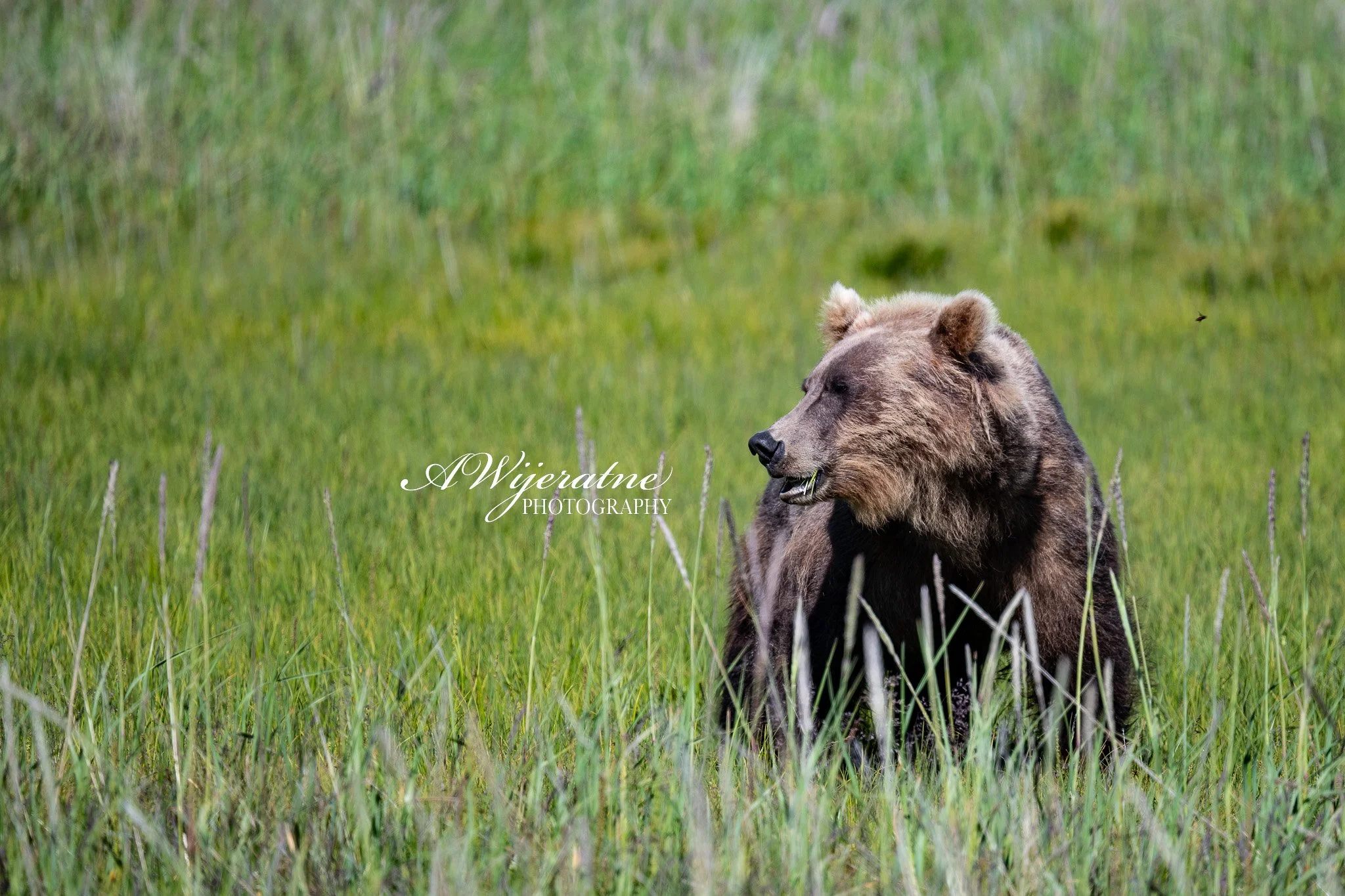 A lioness lying in tall grass in a green field.