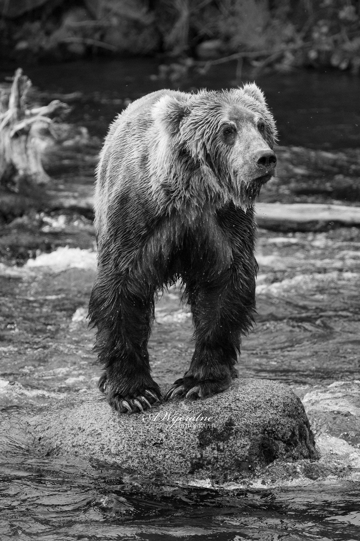 DSC_1835.jpg