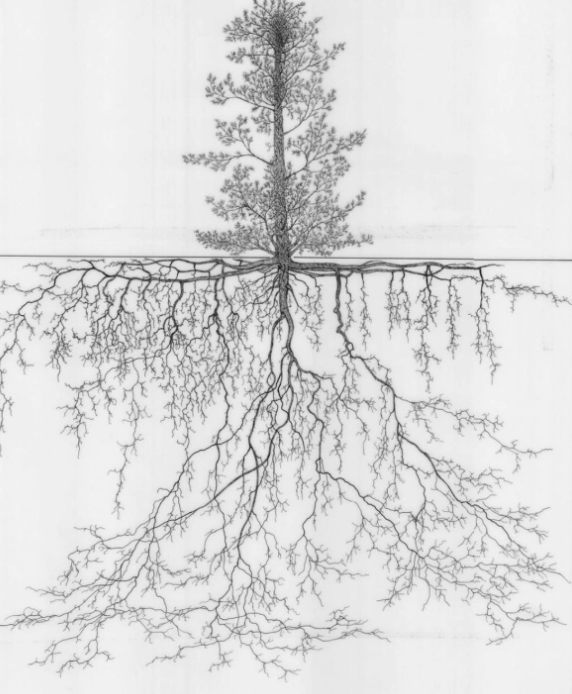 A line drawing of a tree, with the top part above ground and the roots below ground, showing the root system.