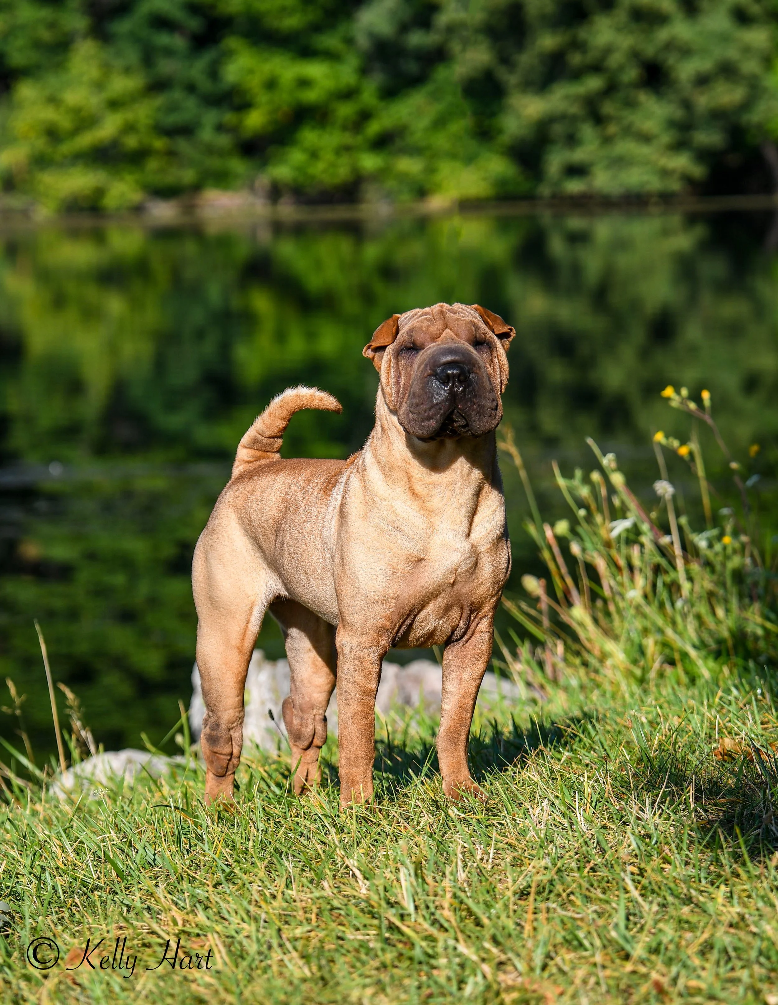 A fawn Chinese Shar Pei or similar breed, standing in grassy area near a body of water with green trees in the background.