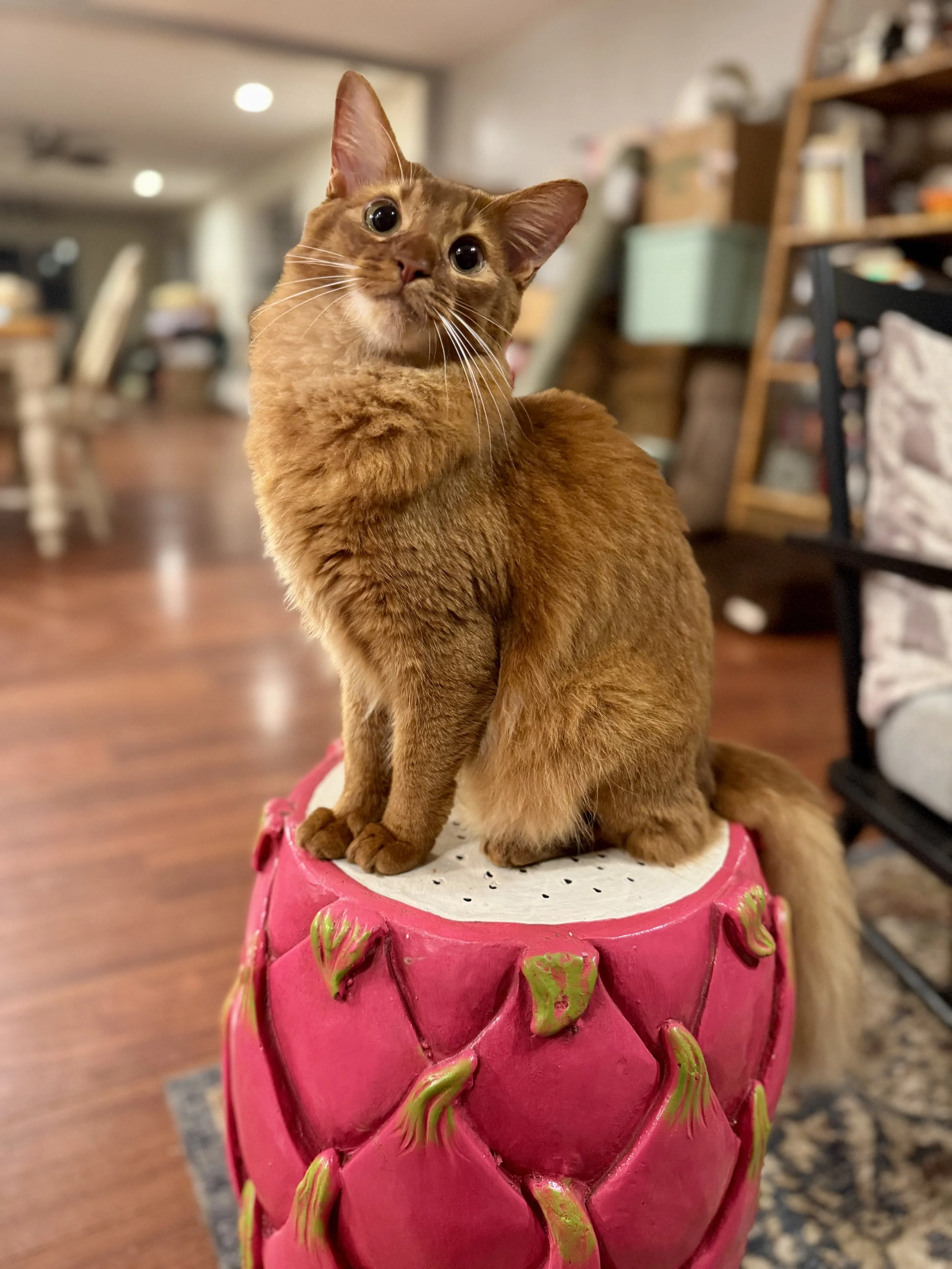 An orange somali cat sitting on a pink decorative stool with green accents in a cozy home interior.