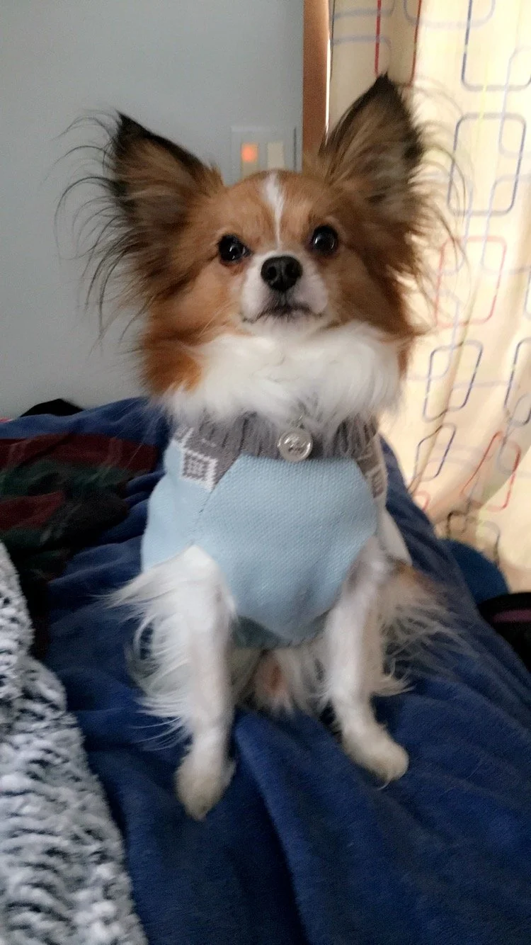 A brown and white Papillon dog in a blue and grey sweater sitting on a blanket
