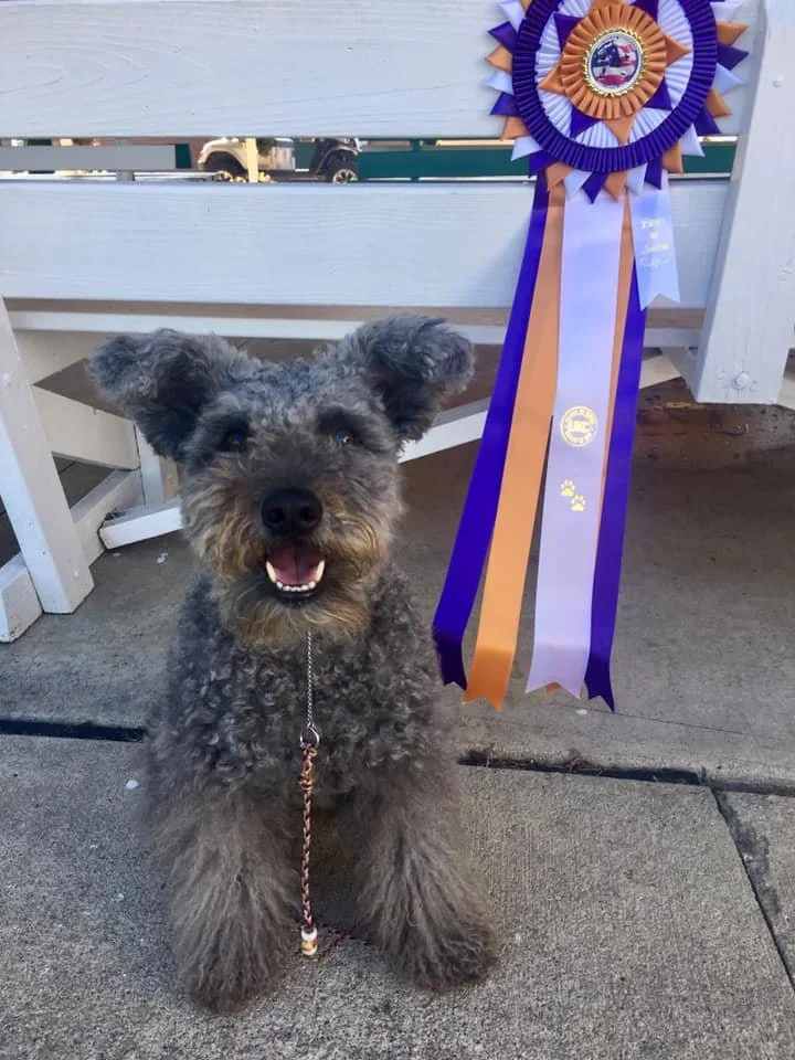 A fluffy gray Hungarian Pumi dog with a happy expression sitting on a concrete sidewalk in front of a white wooden fence, with an orange, purple, and blue award ribbon hanging nearby.