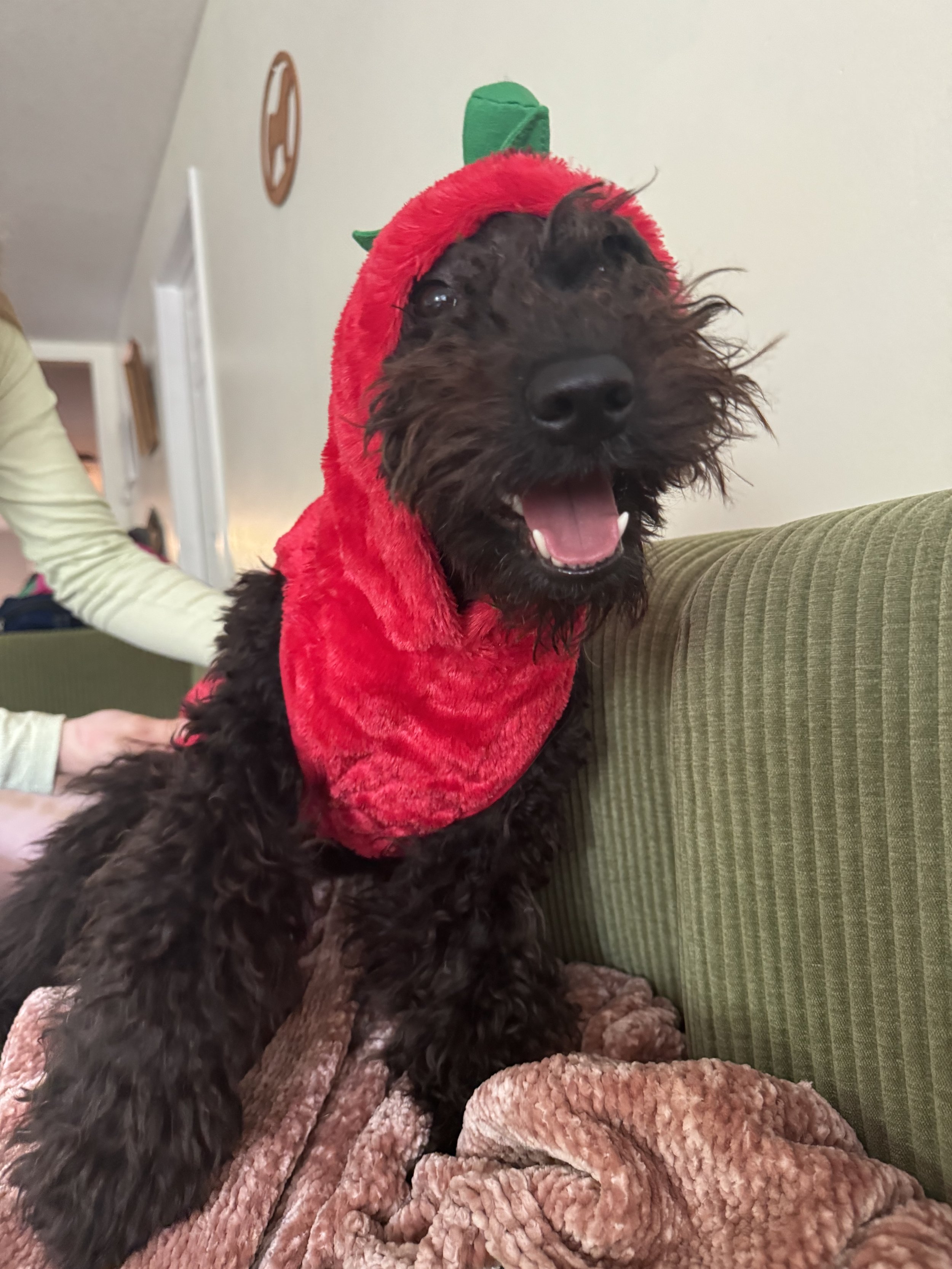 A black Hungarian Pumi dog wearing a red hat resembling an strawberry, sitting on a plush beige blanket on a green couch.