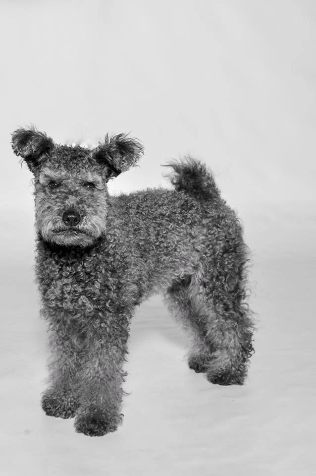 Black and white photo of a curly-haired Hungarian Pumi dog standing on a plain background.