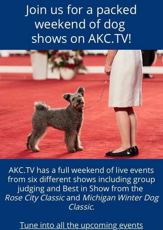 Advertisement for a dog show weekend on AKC.TV featuring a person holding a leash attached to a well-groomed, gray dog on a red carpet. The ad highlights live events from six shows, including the Rose City Classic and Michigan Winter Dog Classic.