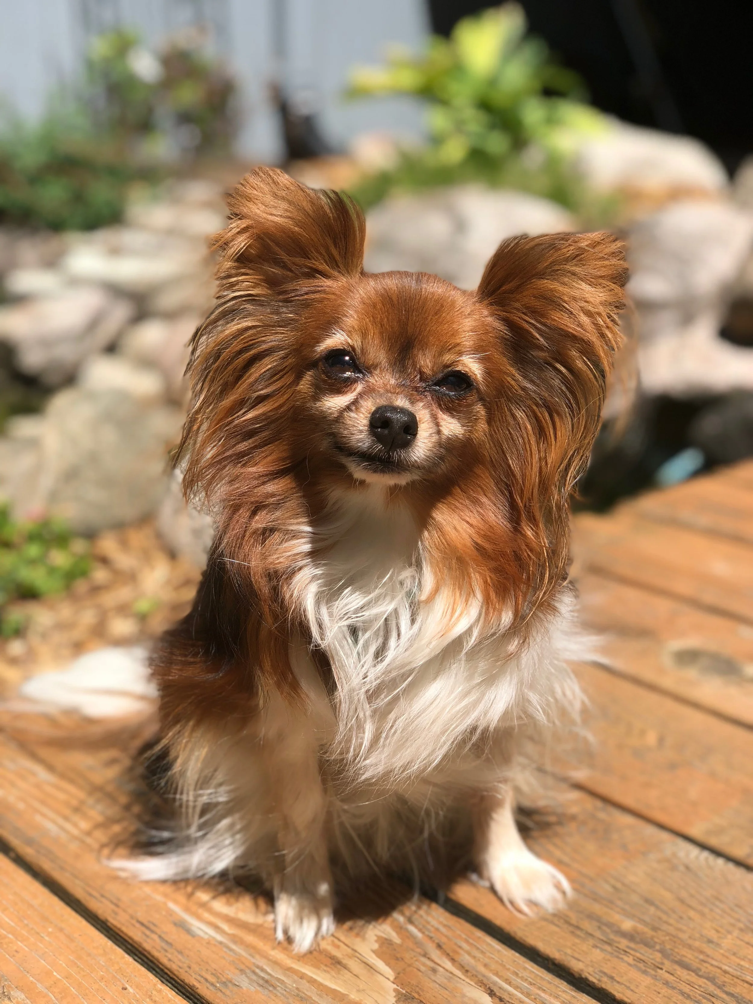 A small brown and white Papillon dog with long ears sitting on a wooden deck, with a blurred background of plants and sunlight.
