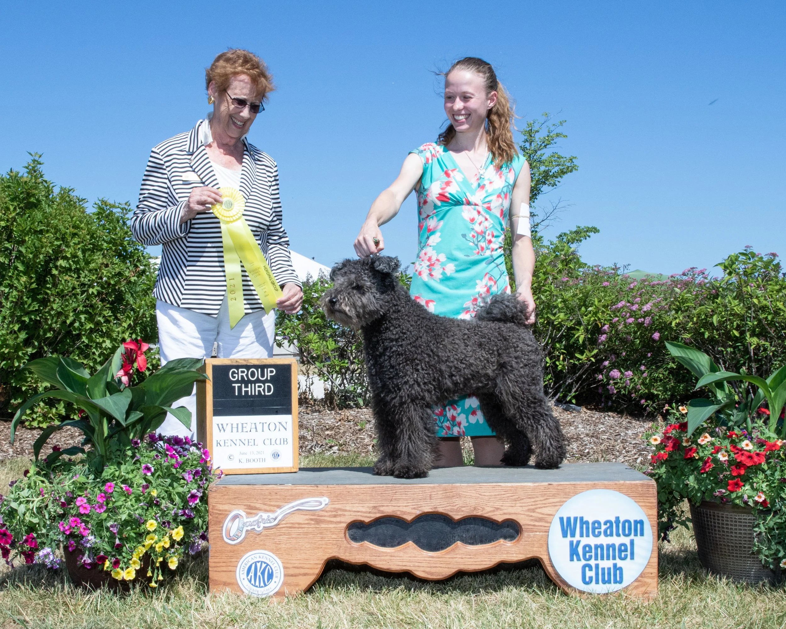 Two women standing on a podium at an outdoor dog show, with a black curly-coated Pumi dog on a stand. The woman holds a yellow Group ribbon.