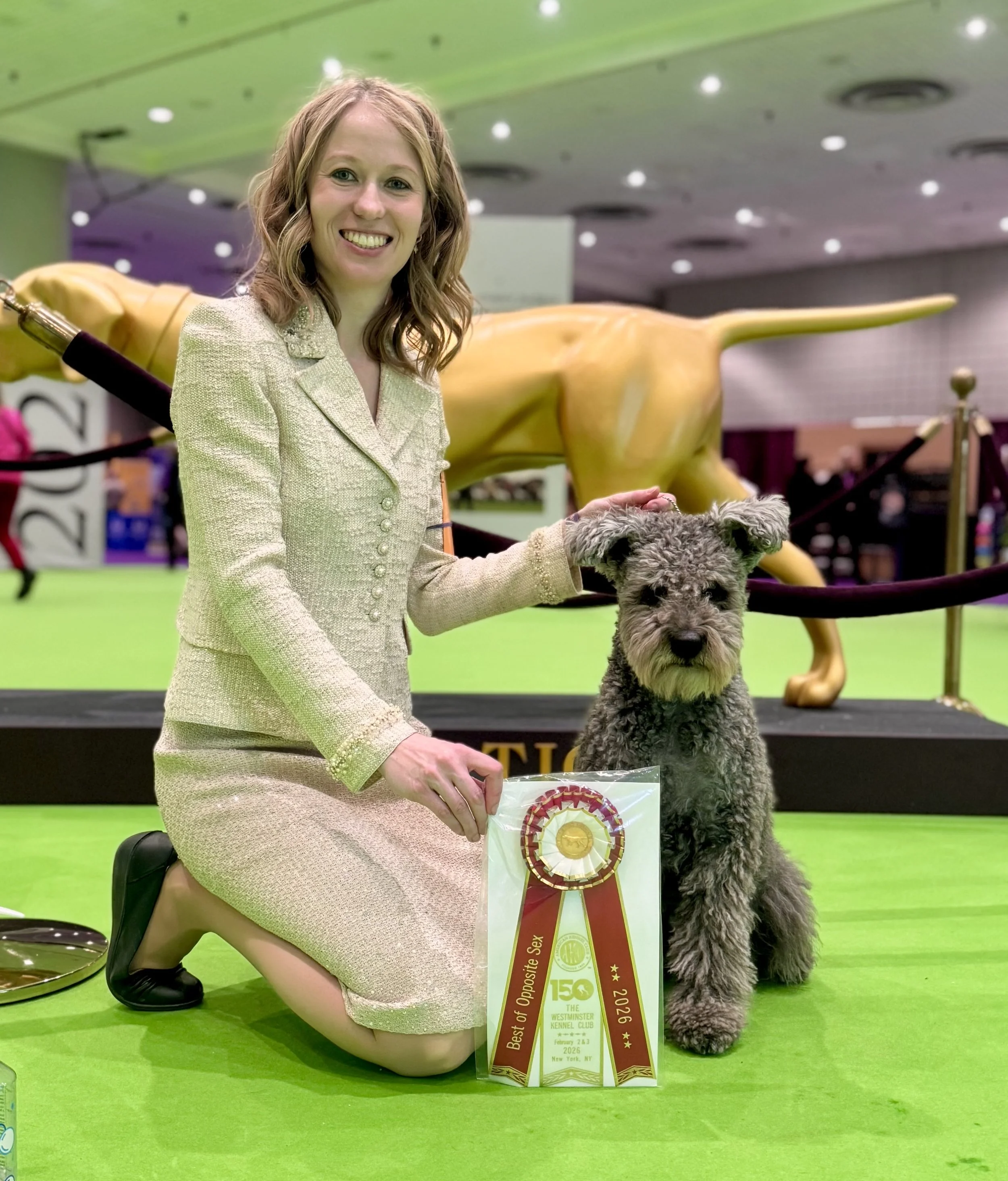A woman kneels on the ground with a red and white Best of Opposite ribbon next to a grey curly haired Hungarian Pumi show dog. They are competing at the Westminster Kennel Club dog show in New York in 2026. 