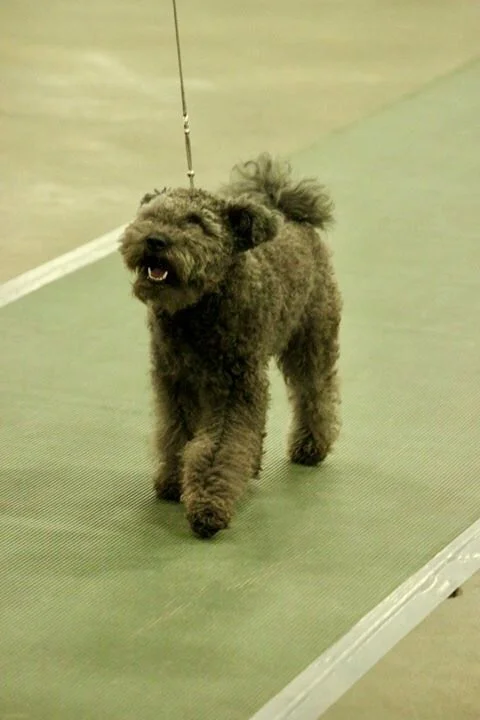 A fluffy Hungrian Pumi dog walking on a green indoor floor on a leash.