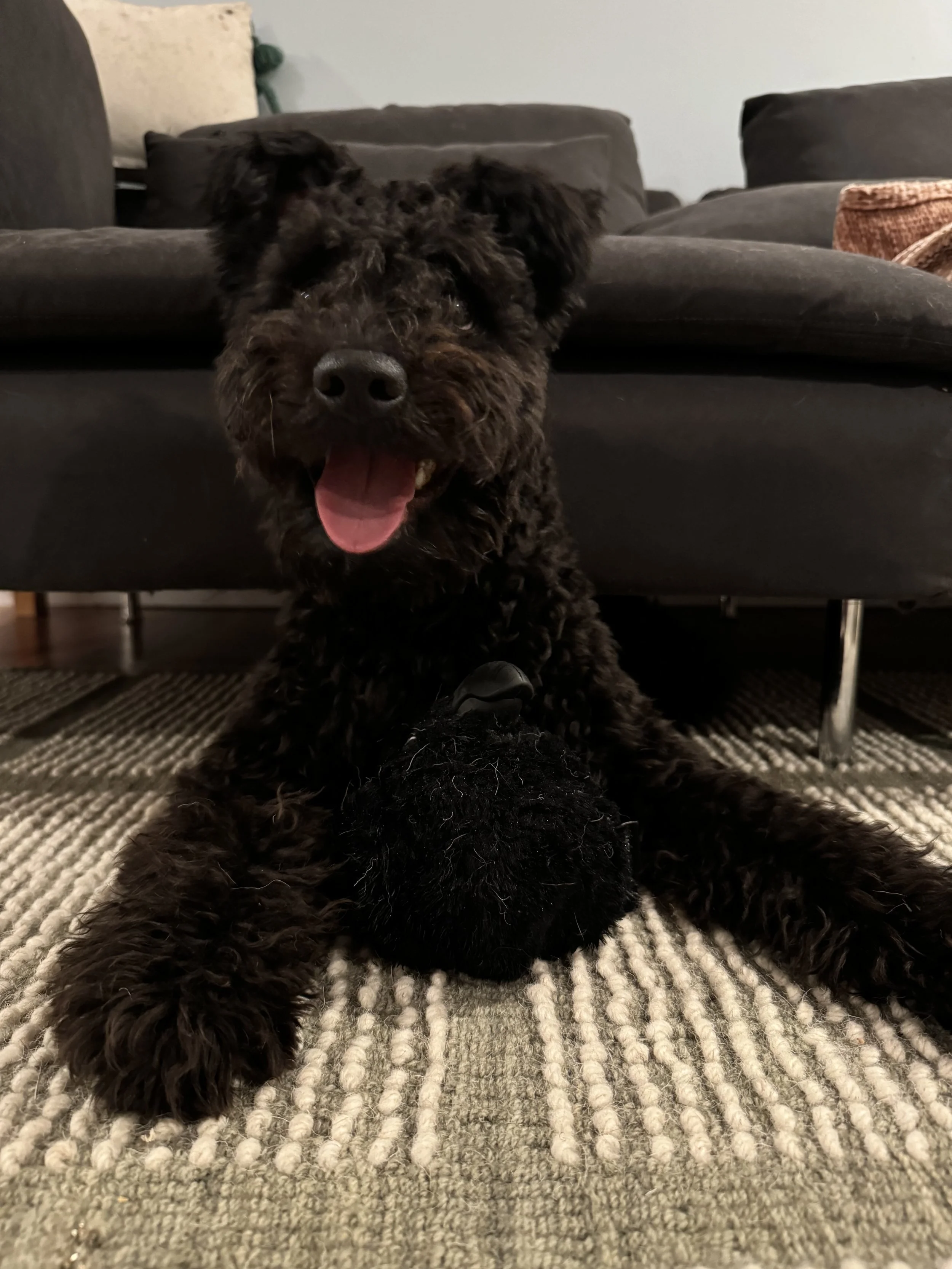 A black curly-haired Hungarian Pumi dog with its mouth open, lying on a beige and black striped rug, under a dark-colored couch.
