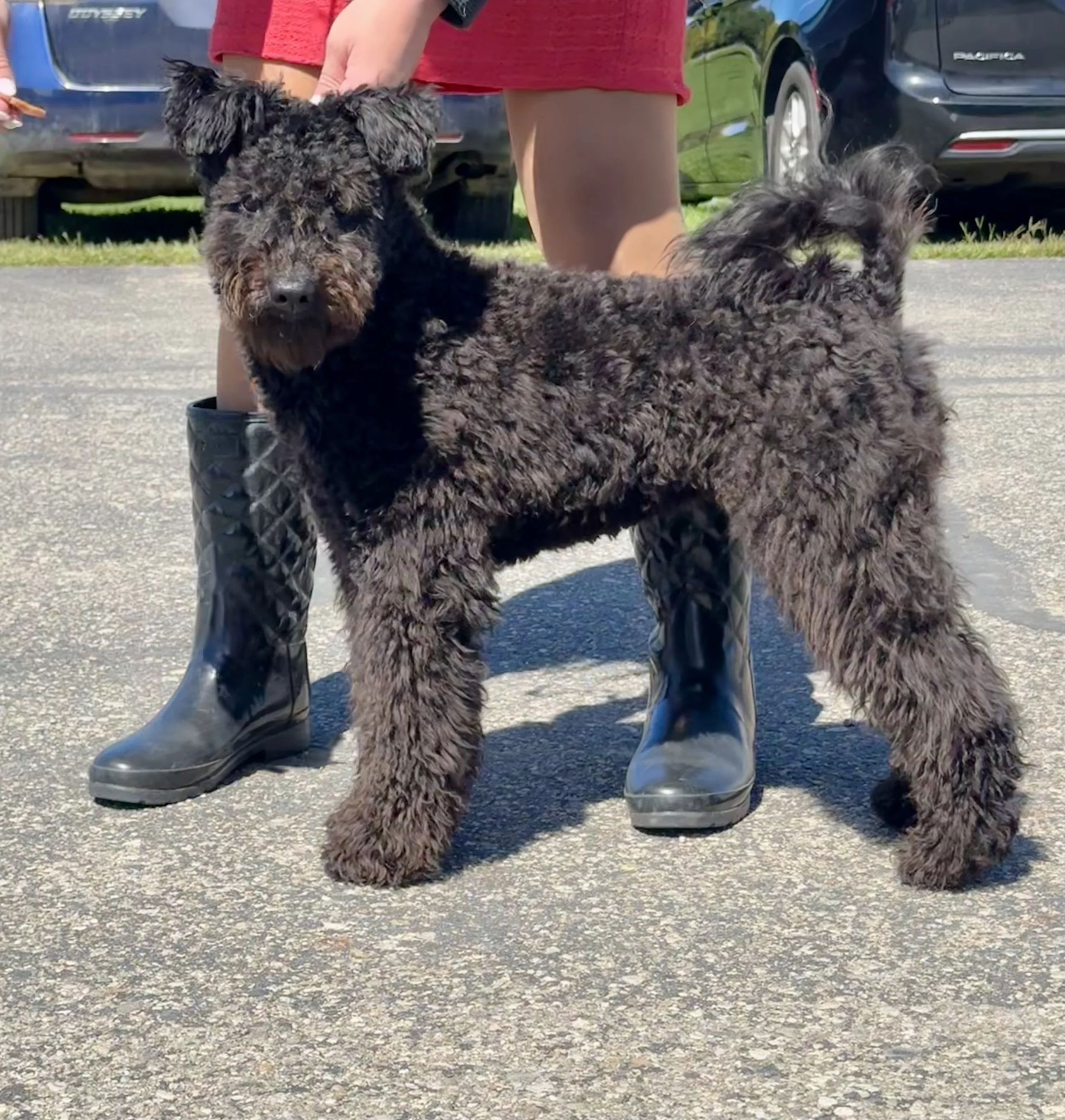 A curly black Hungarian Pumi dog standing on a parking lot with one person nearby. Several cars are parked in the background.