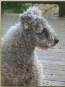 Close-up of a gray Hungaria Pumi outdoors with a wooden deck and greenery in the background.