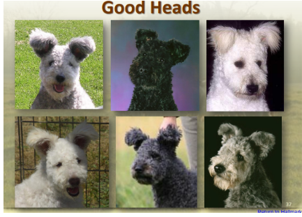 Six images of dogs labeled "Good Heads" with different Hungarian pumi and orientations.