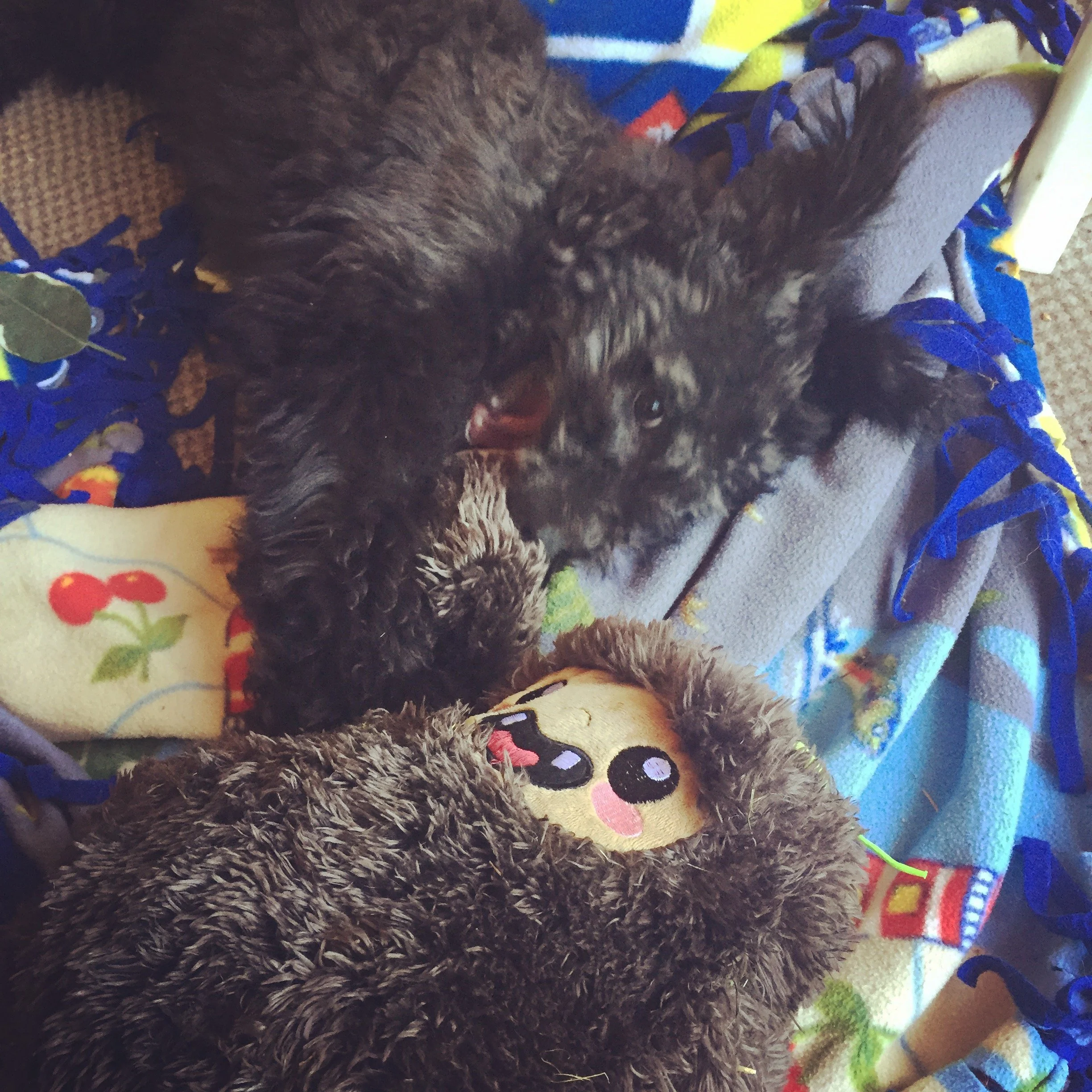 A black fluffy Hungarian Pumi puppy sleeping on a colorful blanket with various patterns and designs.