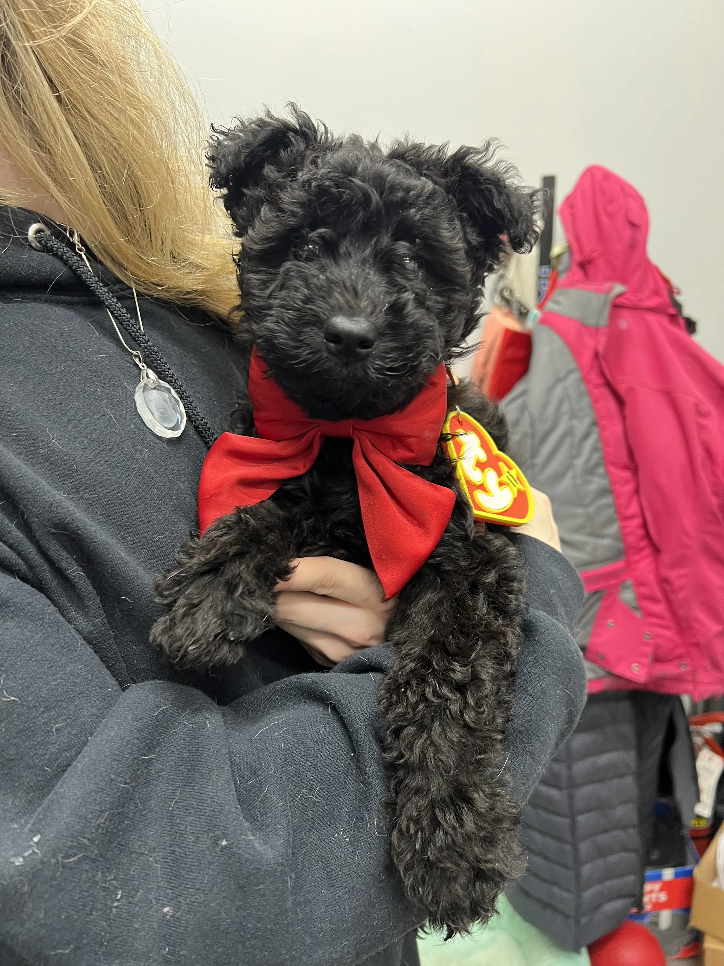 A small black Hungarian pumi puppy with curly fur wears a red bandana and is held by a person in a black hoodie. The puppy has a cute face and big dark eyes, with a tag on its collar. In the background, there is a pink backpack and other people.