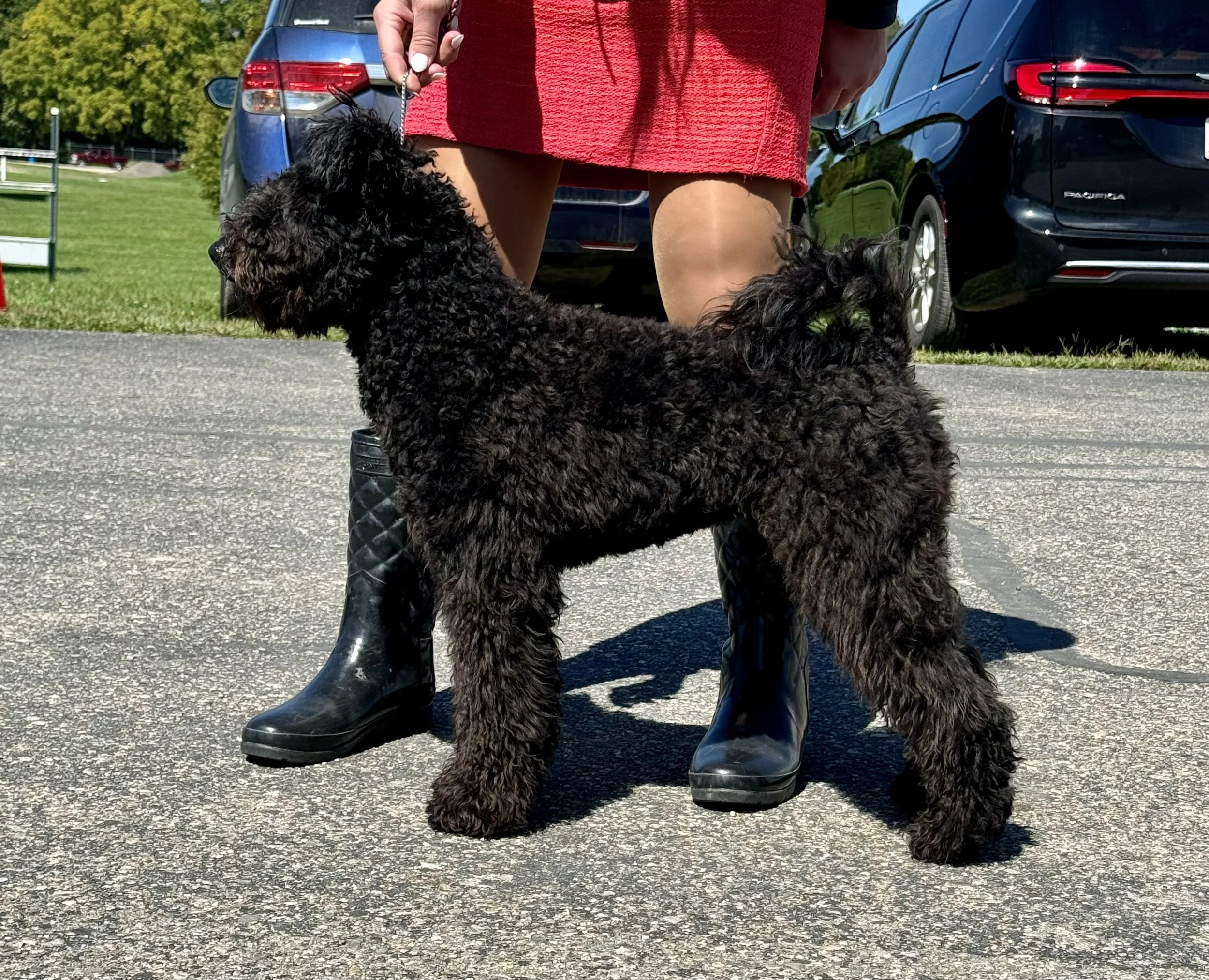 A person wearing red and black boots and a red dress is holding a leash with a curly-haired black Hungarian Pumi dog outdoors near parked cars with green trees in the background.