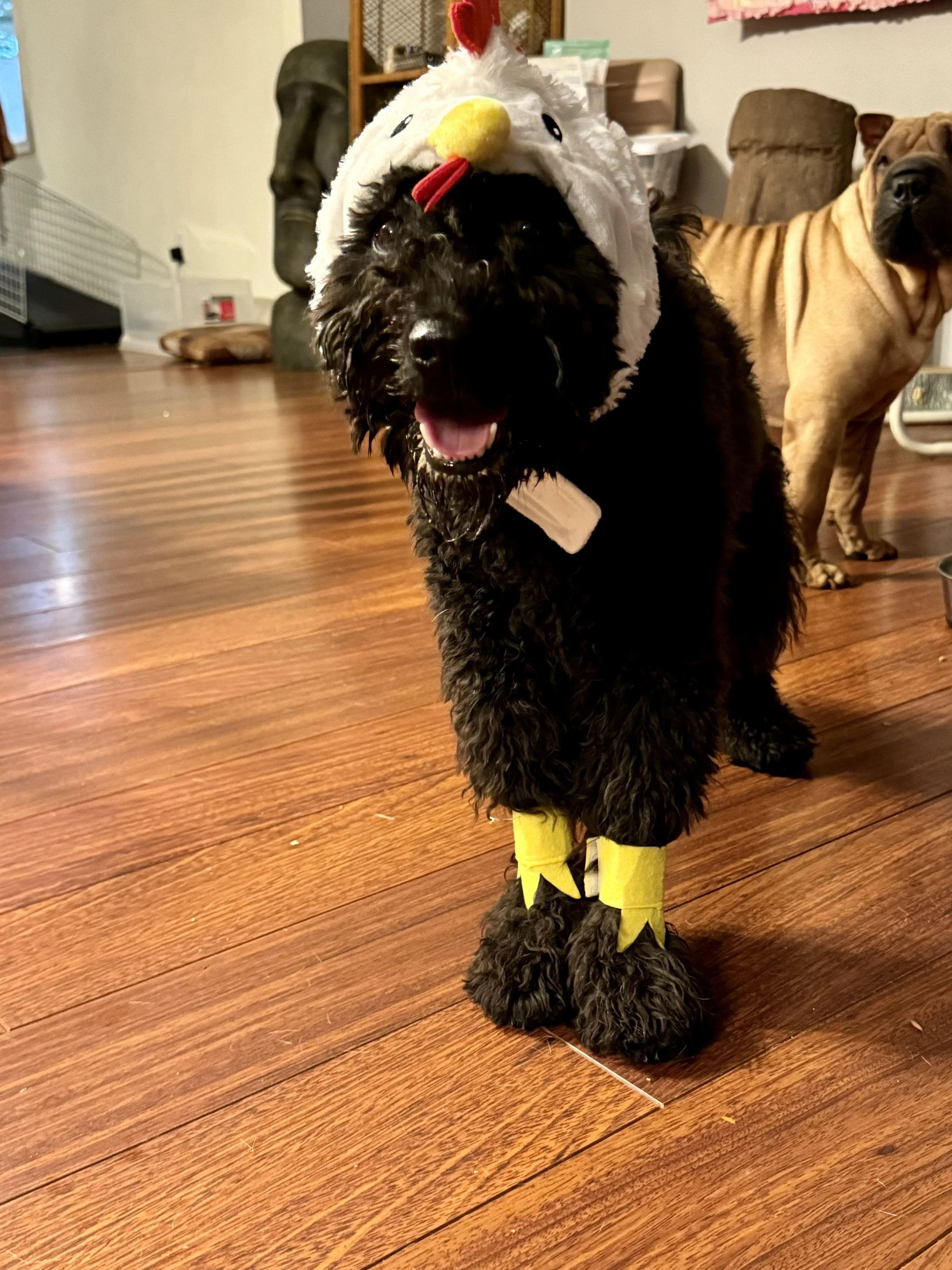 A black Hungarian Pumi dog wearing a chicken costume with a white fluffy head and red comb, yellow beak, and yellow leg wraps, standing on a wooden floor inside a room.