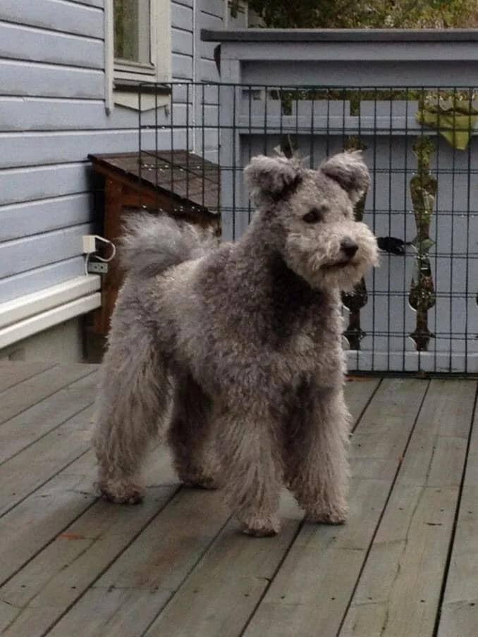 A fluffy gray Hungarian Pumidog with curly fur standing on a wooden deck.