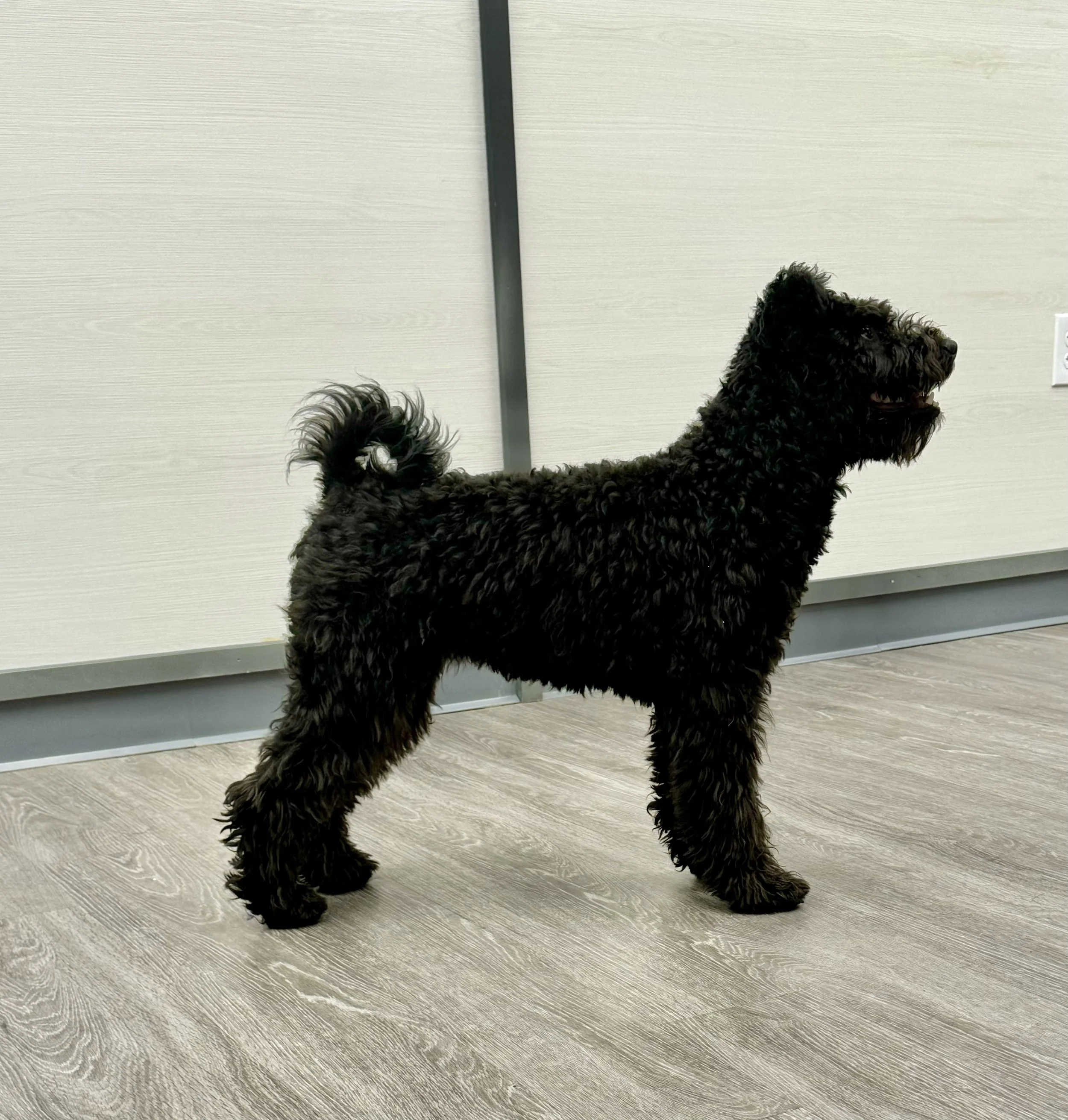 Black curly-haired Hungarian Pumi dog standing on a wooden floor in front of a light-colored wall with a vertical metal pole and a power outlet visible.
