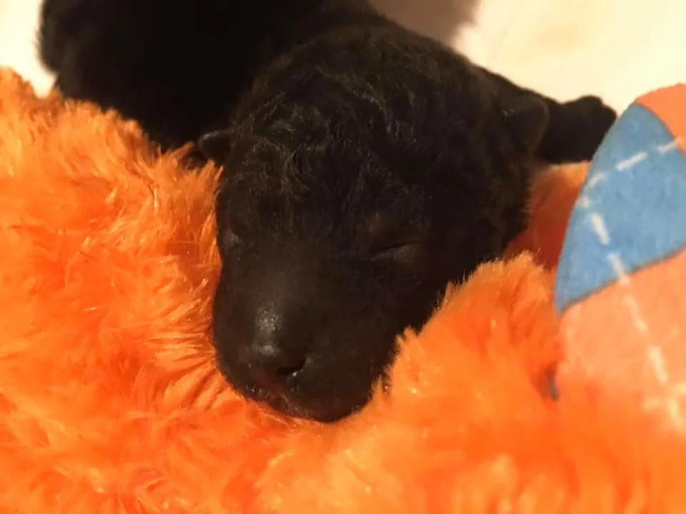 Black Pumi puppy sleeping on an orange dog toy.