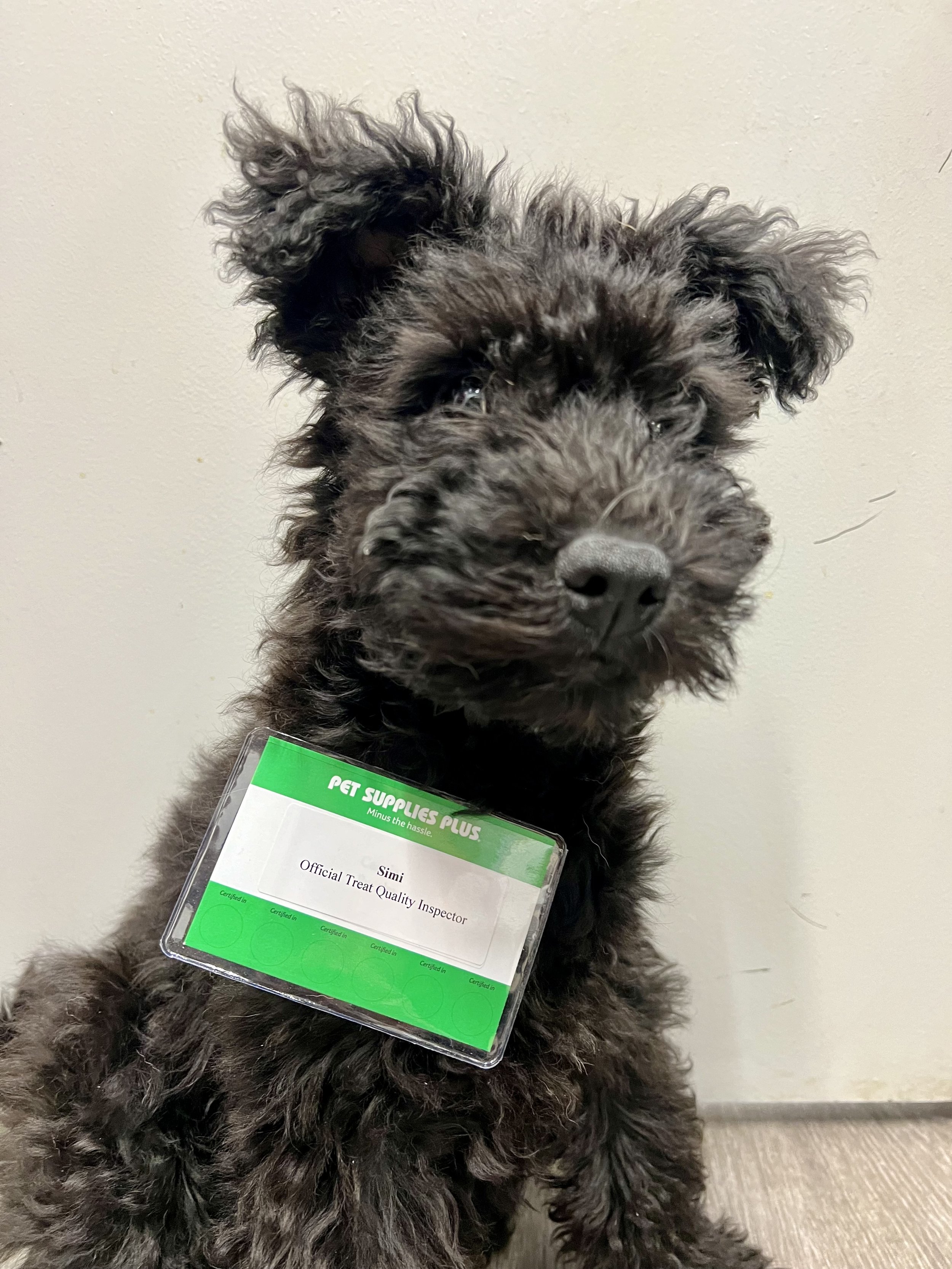 A black curly-haired Hungarian Pumi puppy wearing a pet supplies Plus badge with a name tag that reads 'Simi' and 'Official Treat Quality Inspector' is sitting against a plain beige wall.