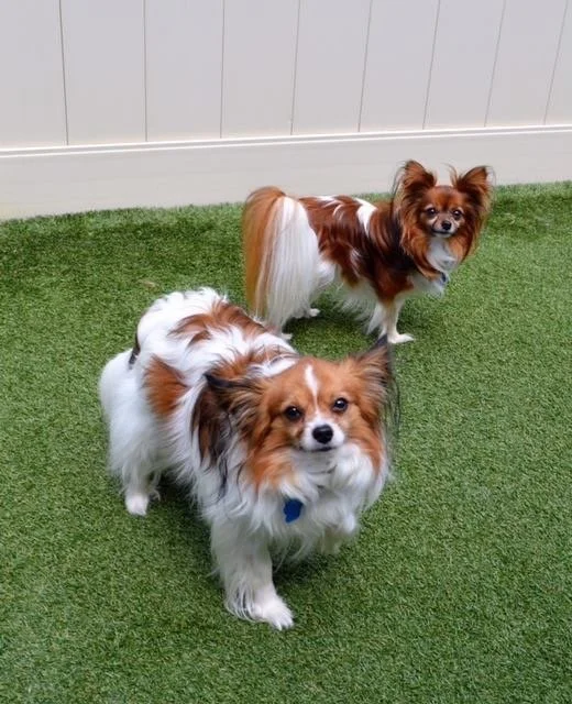 Two small dogs, likely Papillons, standing on green artificial grass in front of a white wall. One dog faces the camera, the other looks slightly to the side.