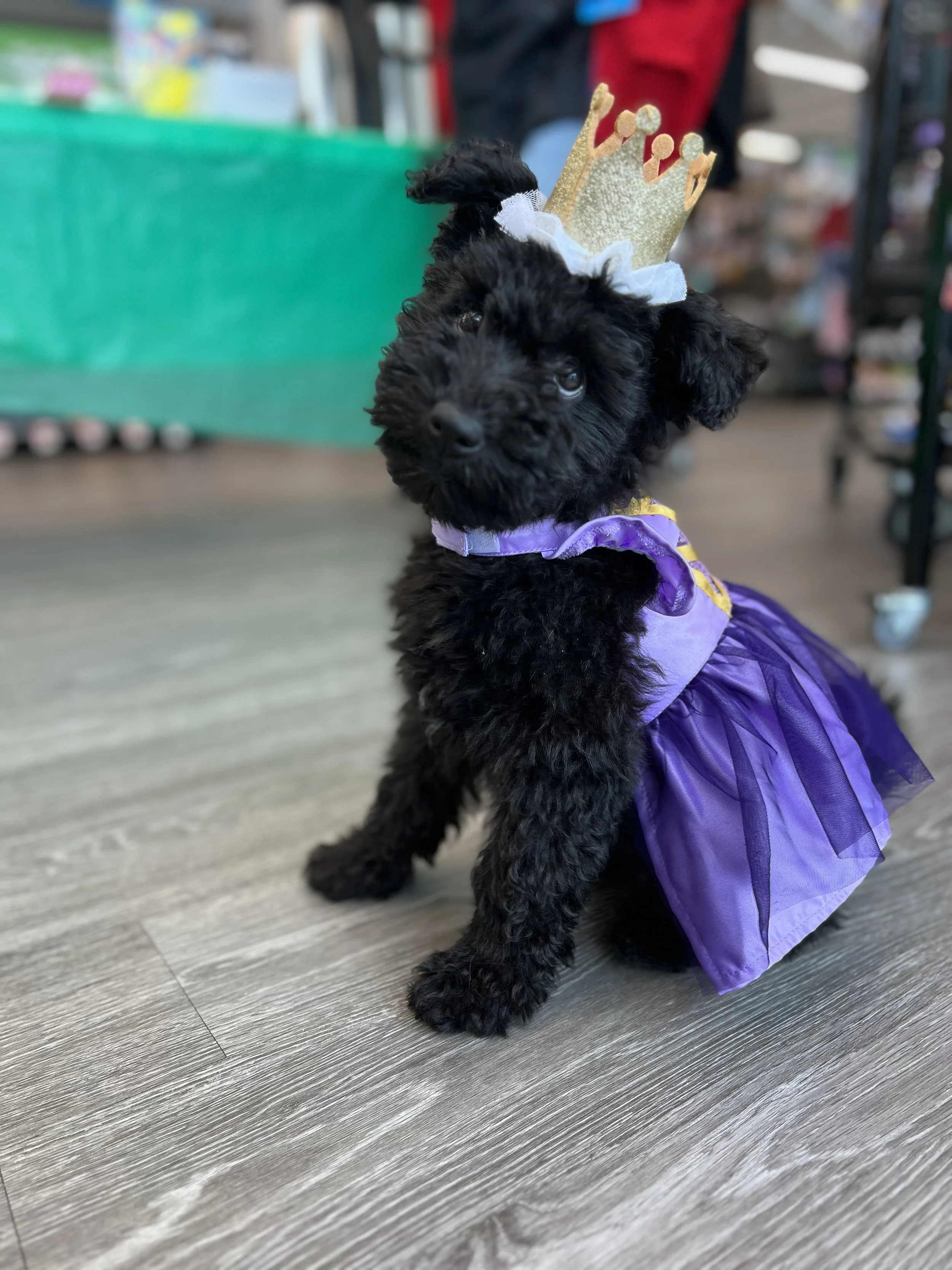 A black Hungarian Pumi puppy wearing a purple dress with yellow details and a gold crown hat, sitting on a wooden floor in a store.