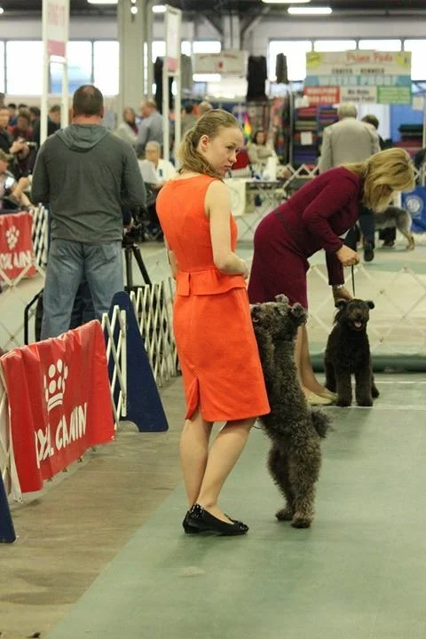 Woman participating in a dog show with a Hungarian Pumi and other dogs inside an exhibition hall.